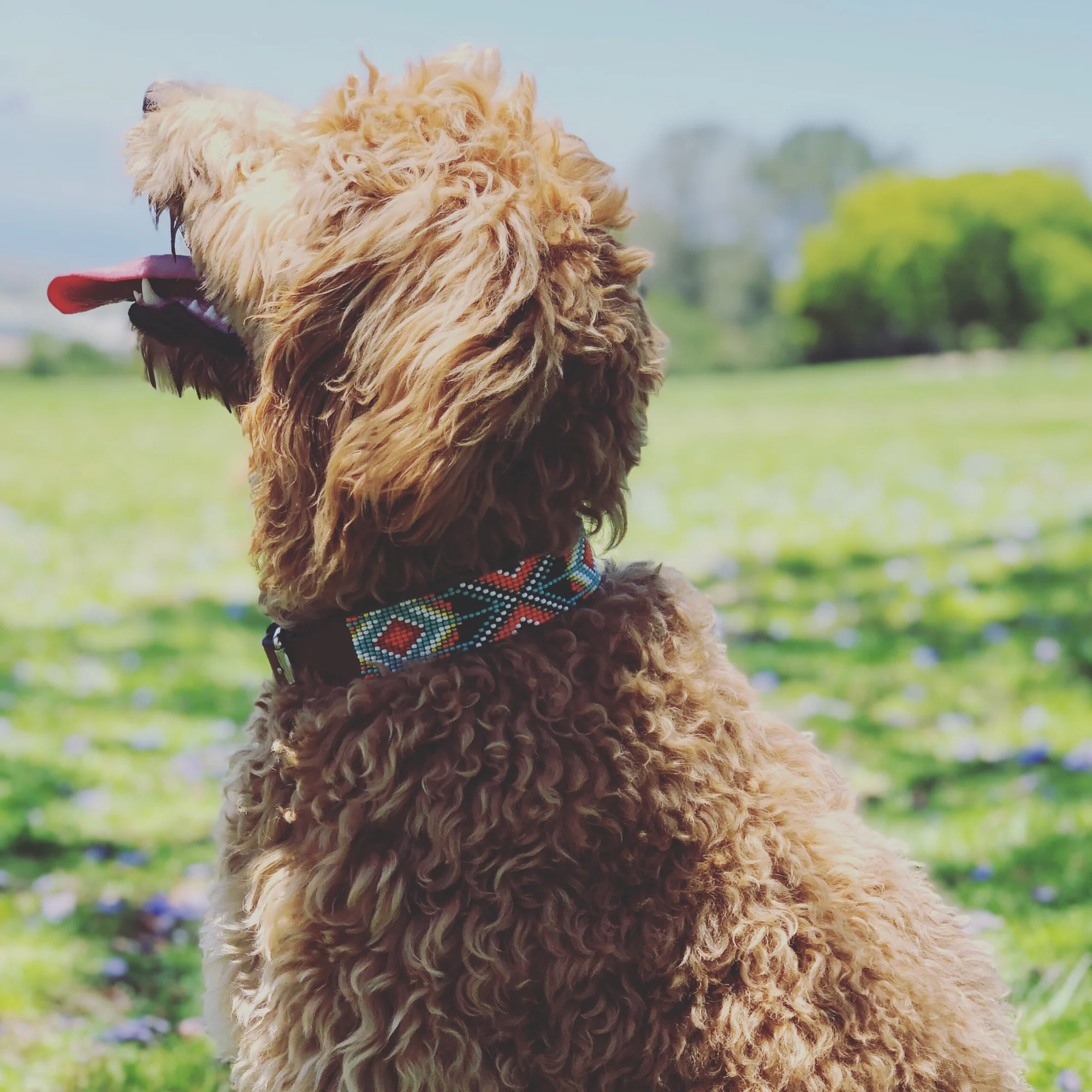 Biarritz Sambboho dog collar - Image 8