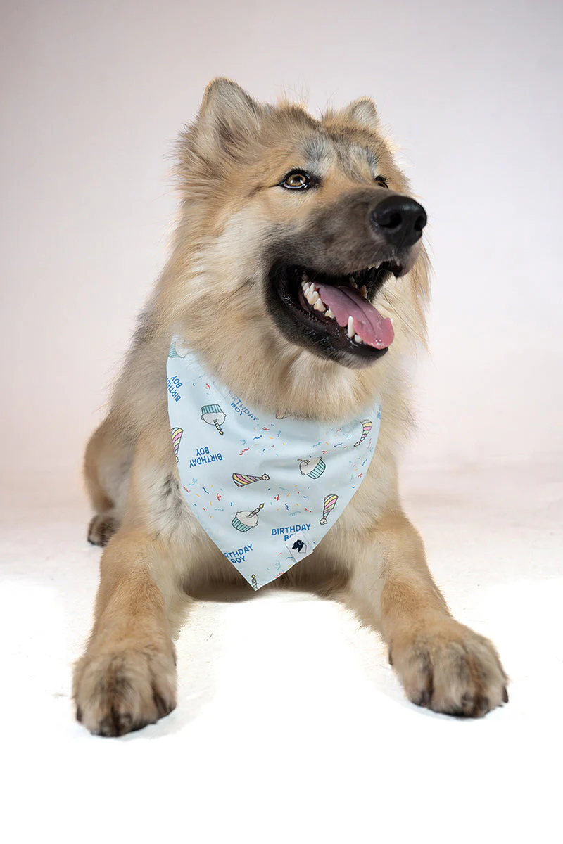 Birthday Boy & Gotcha Day Dog Bandana - Image 3
