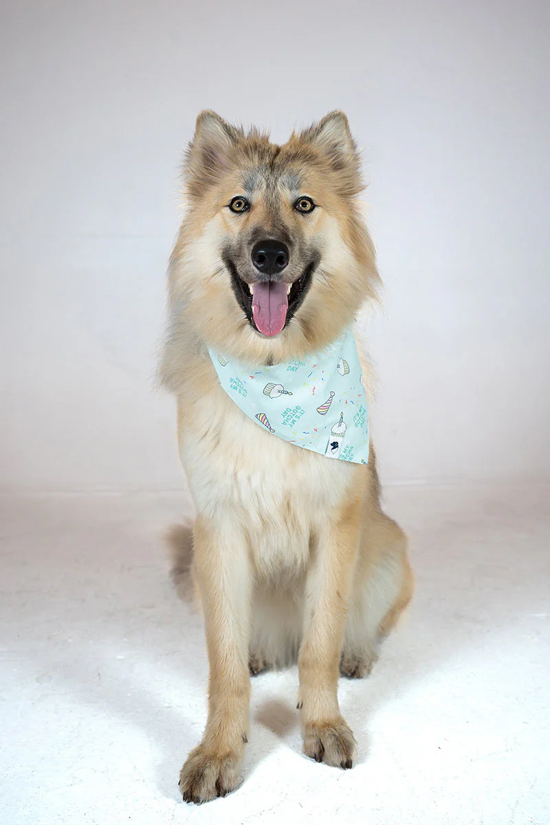 Birthday Boy & Gotcha Day Dog Bandana - Image 4