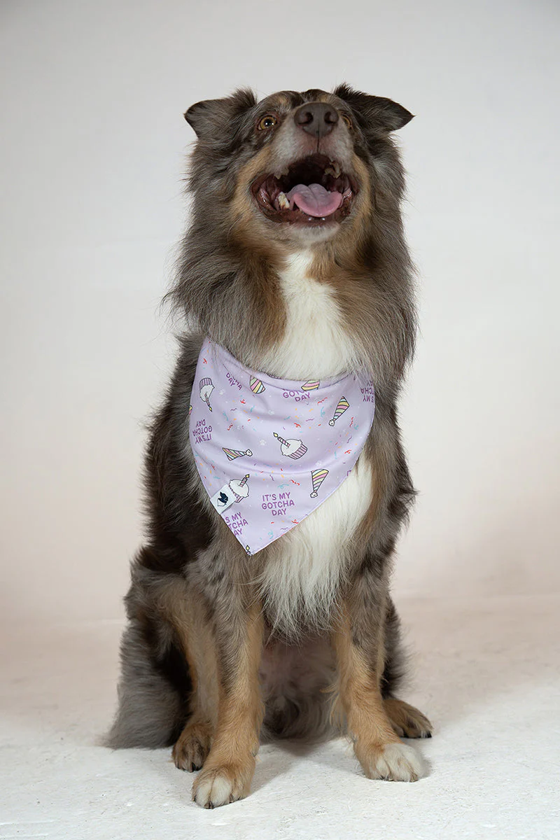 Birthday Girl & Gotcha Day Dog Bandana - Image 3