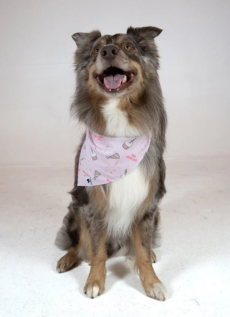 Birthday Girl & Gotcha Day Dog Bandana - Image 4