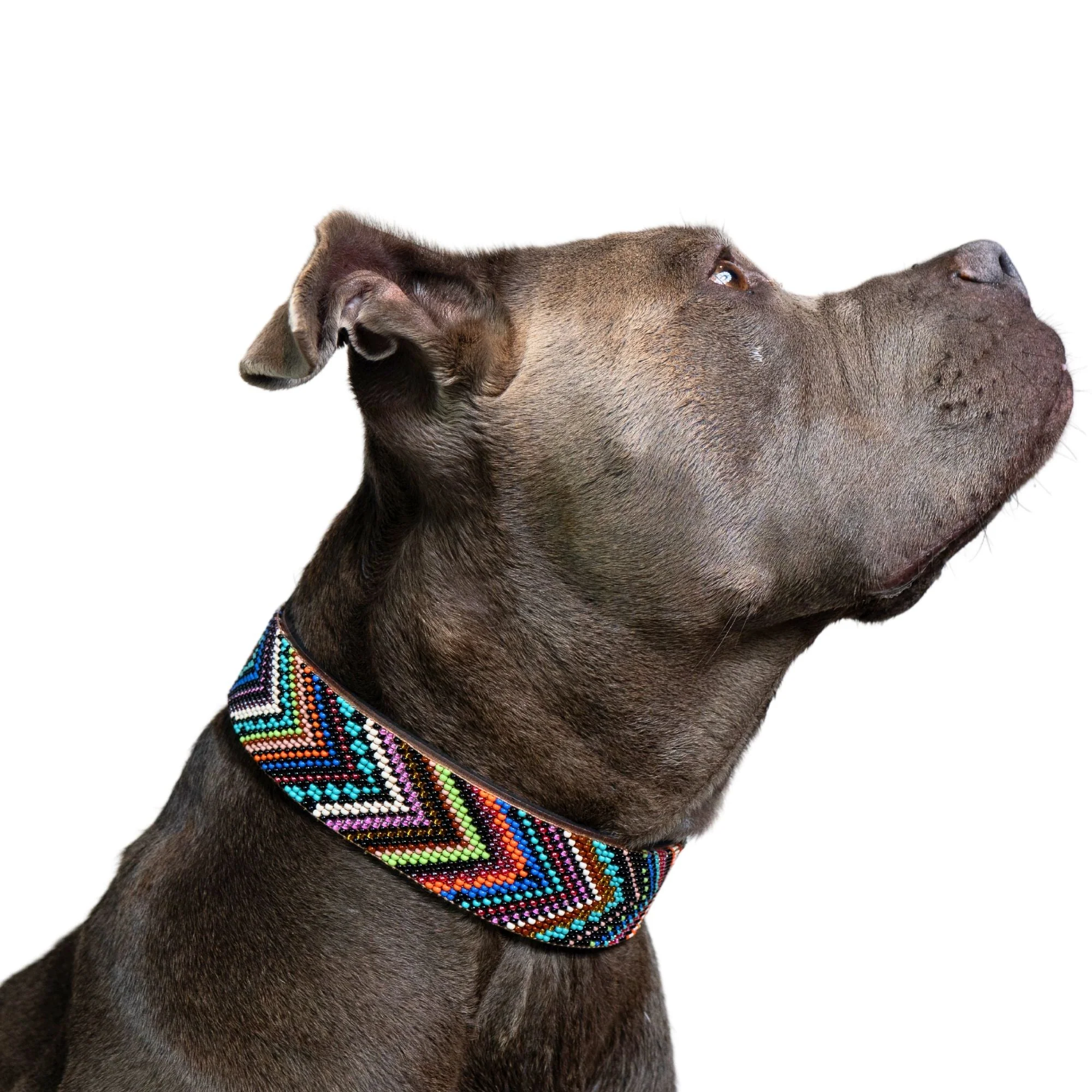 Bixie Sambboho dog collar - Image 4