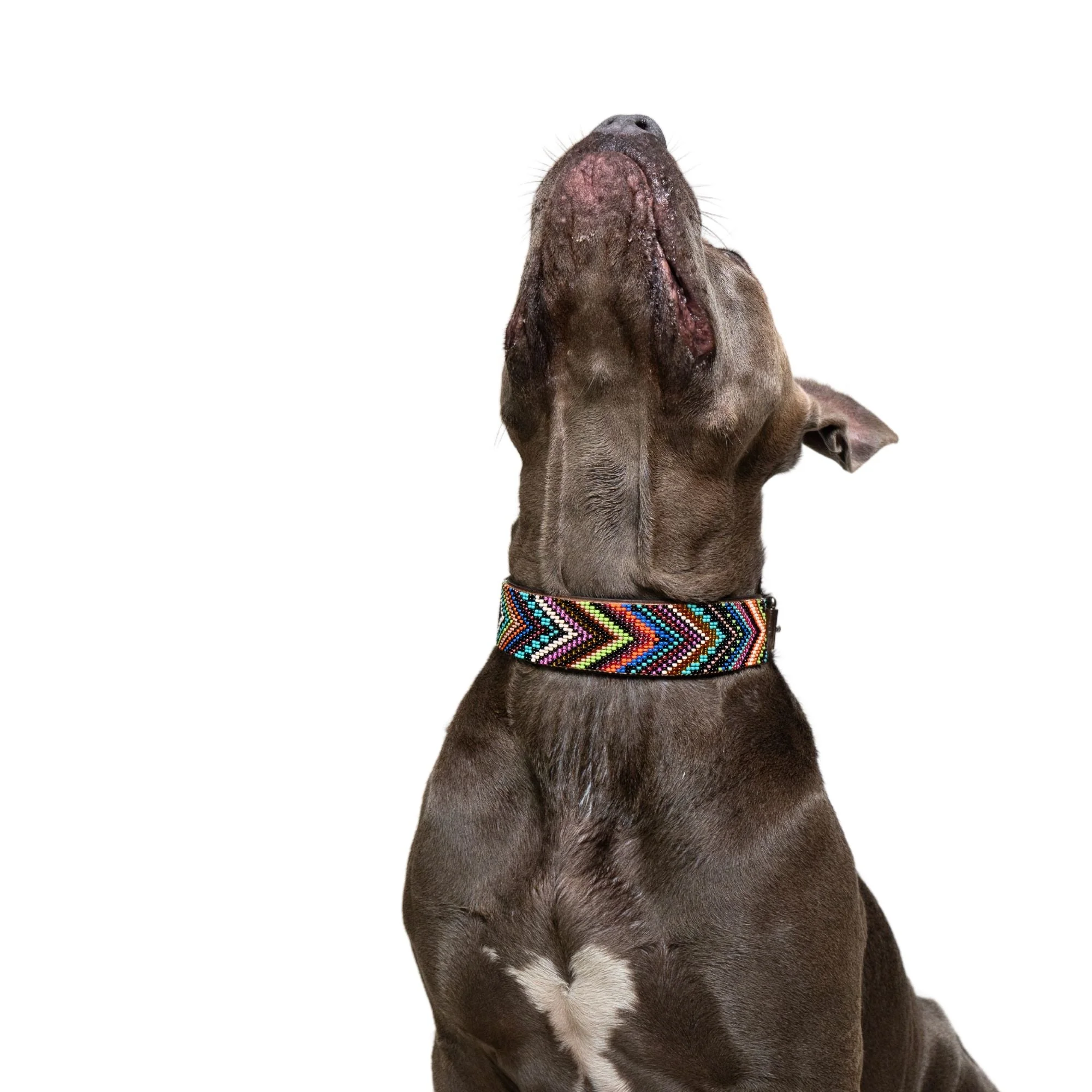 Bixie Sambboho dog collar - Image 5