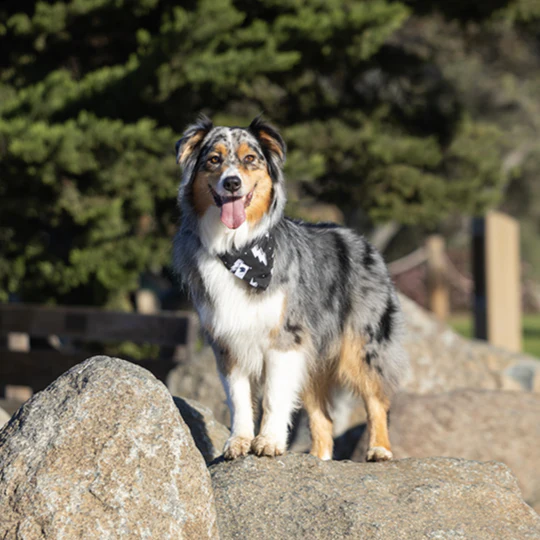 Blue Moon & Lightning Dog Bandana - Image 3