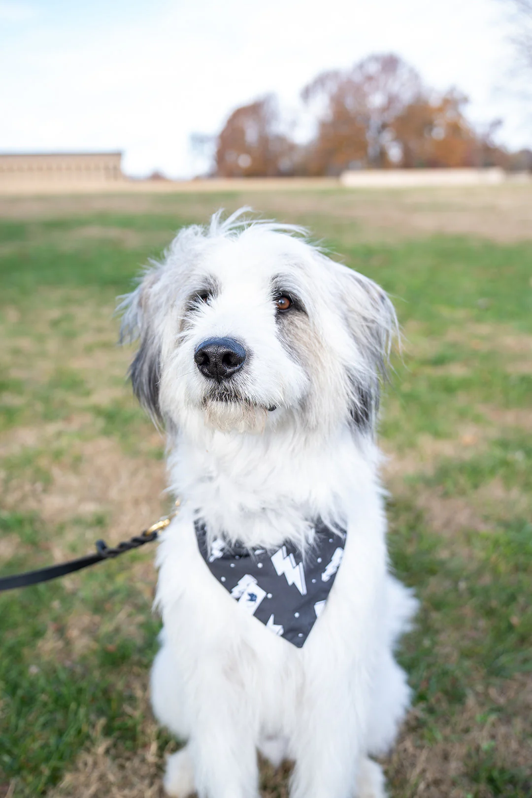 Blue Moon & Lightning Dog Bandana - Image 7