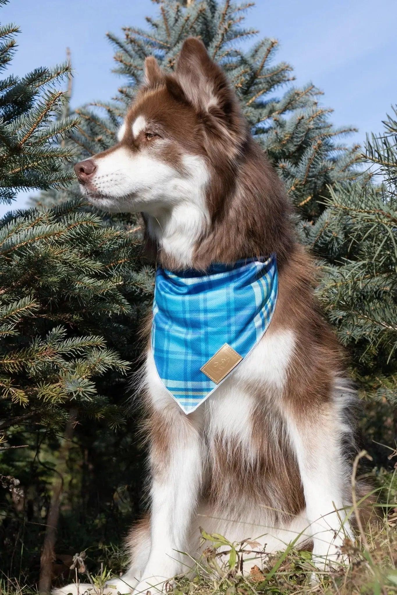 Blue Spruce Plaid Dog Bandana - Image 2