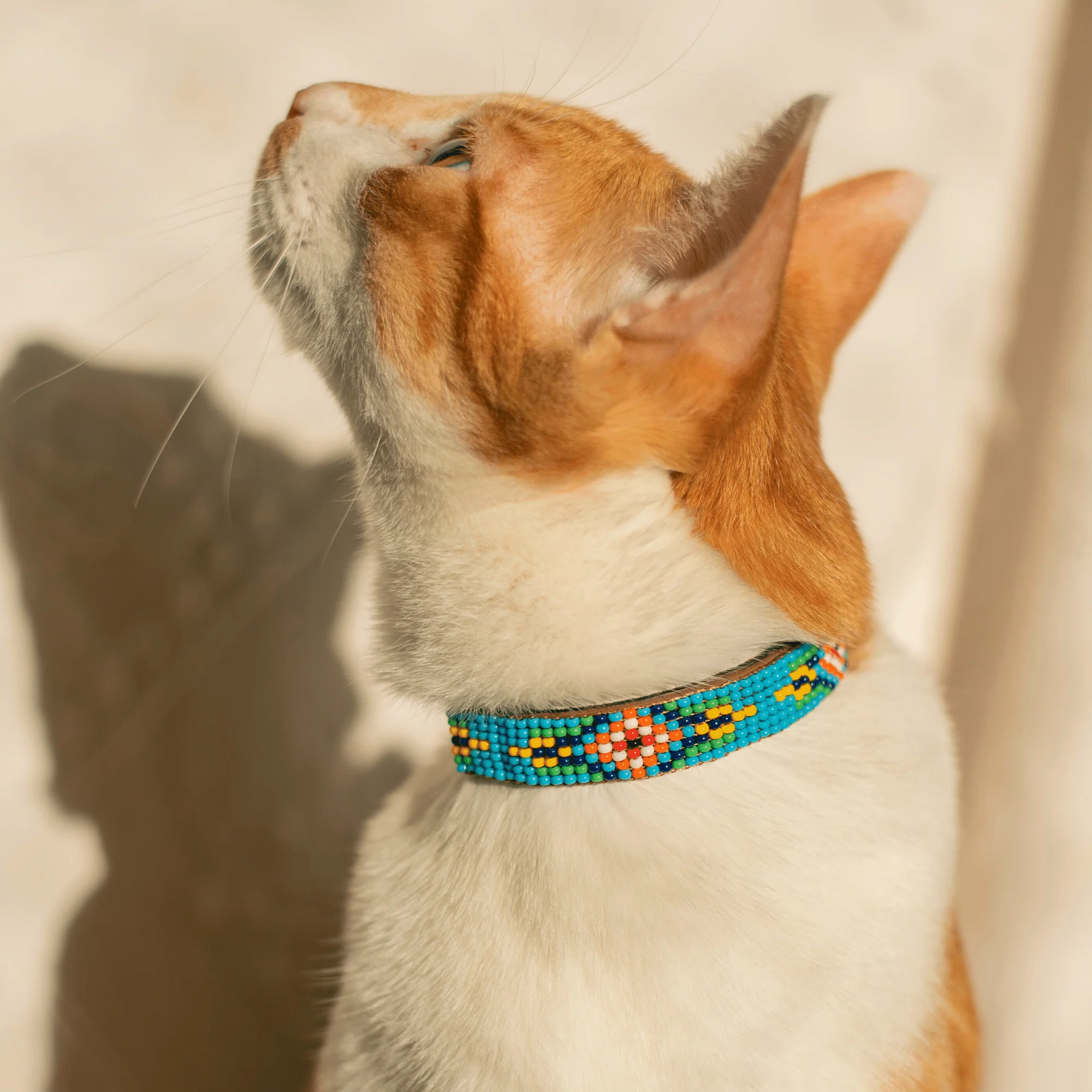 Blue Vogue Sambboho cat collar - Image 4