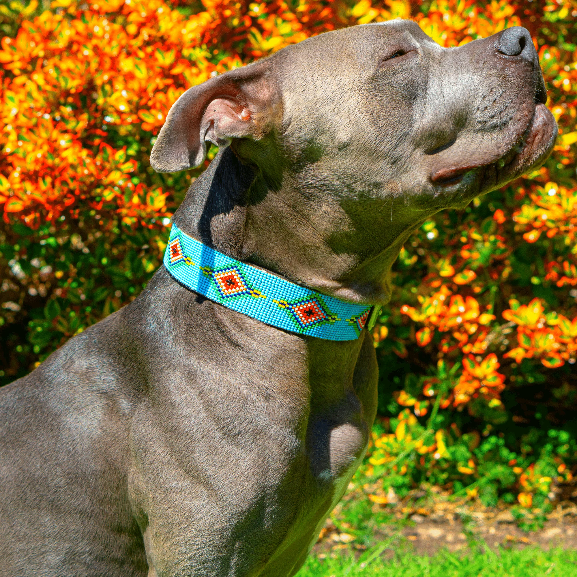 Blue Vogue Sambboho dog collar - Image 4