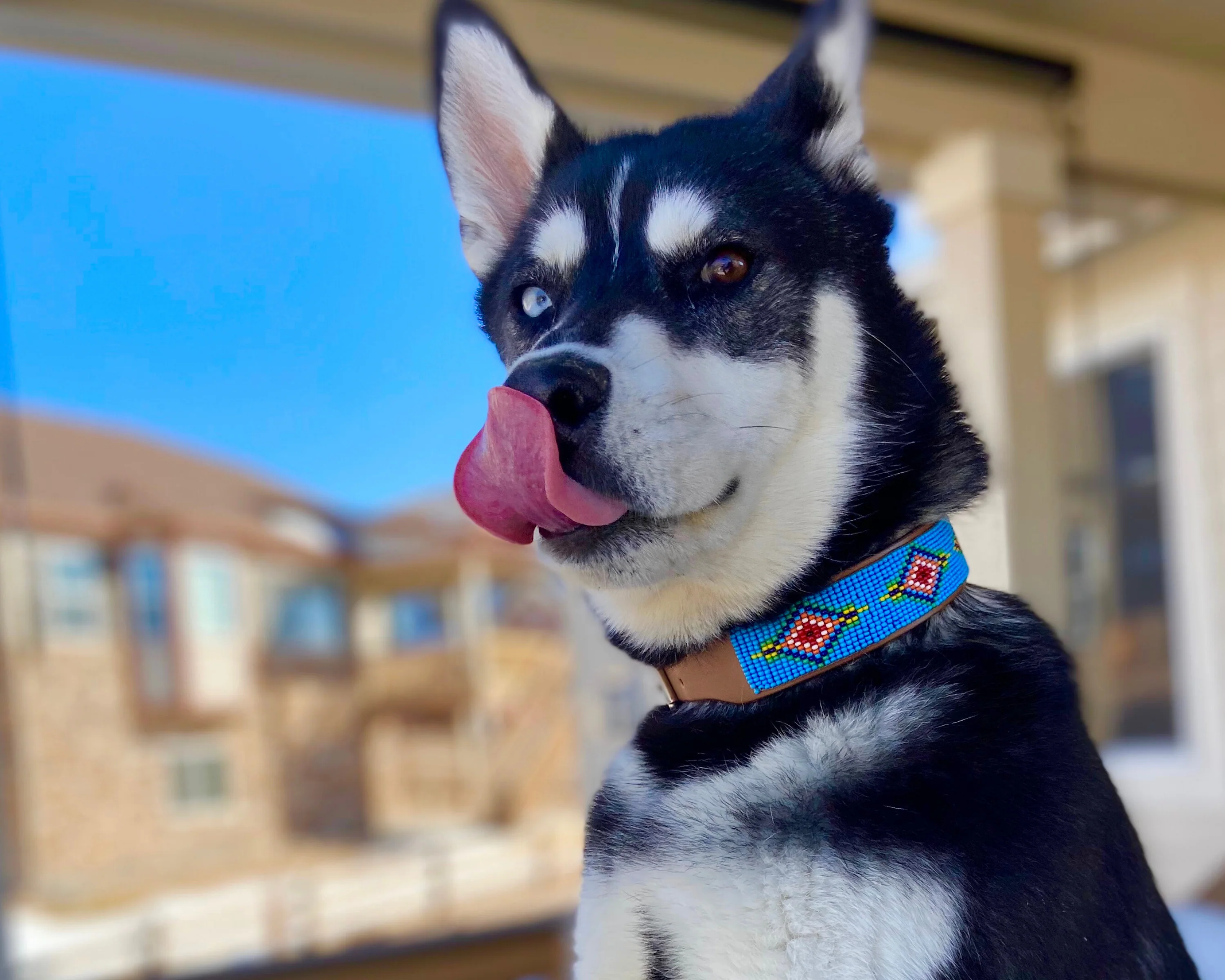 Blue Vogue Sambboho dog collar - Image 5