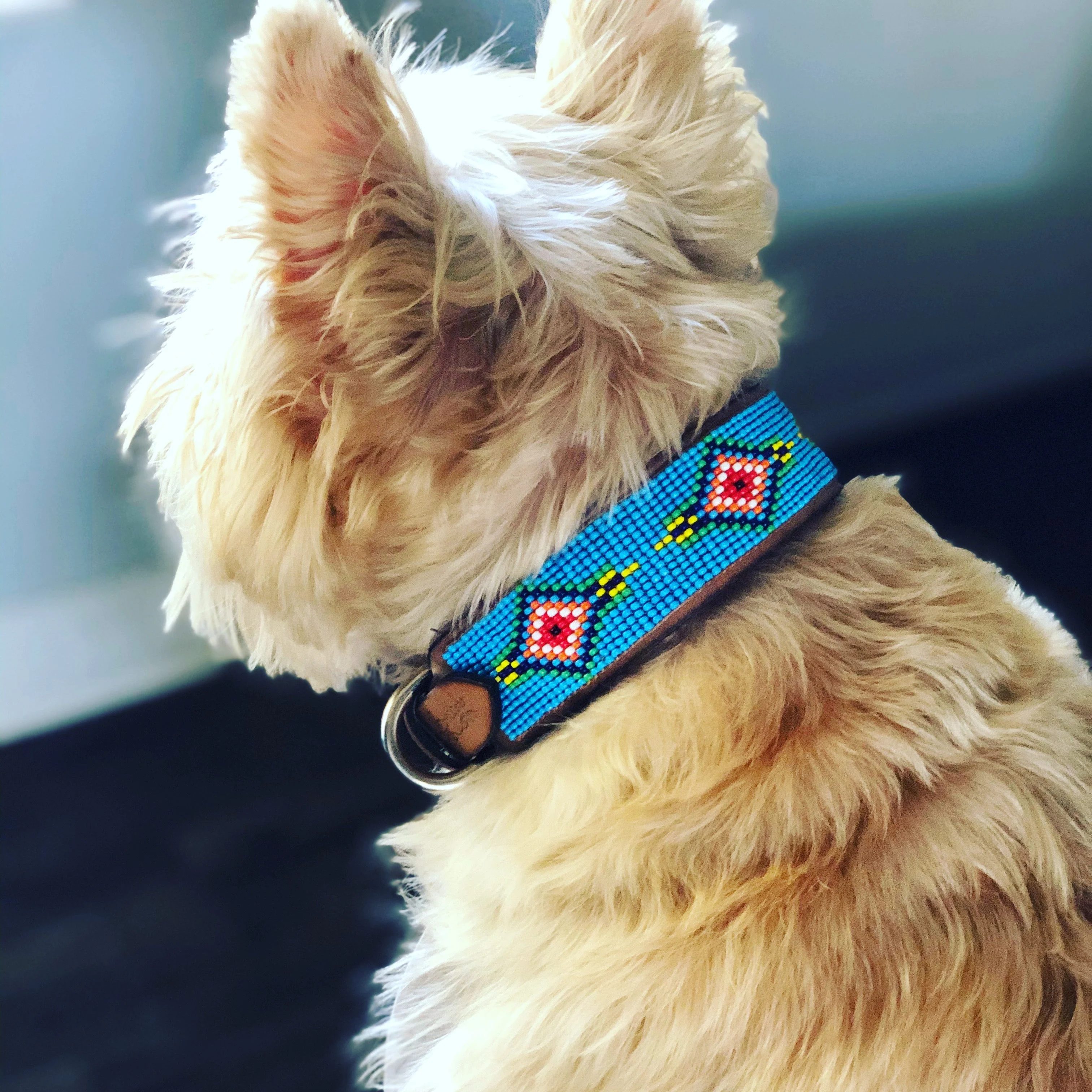 Blue Vogue Sambboho dog collar - Image 6