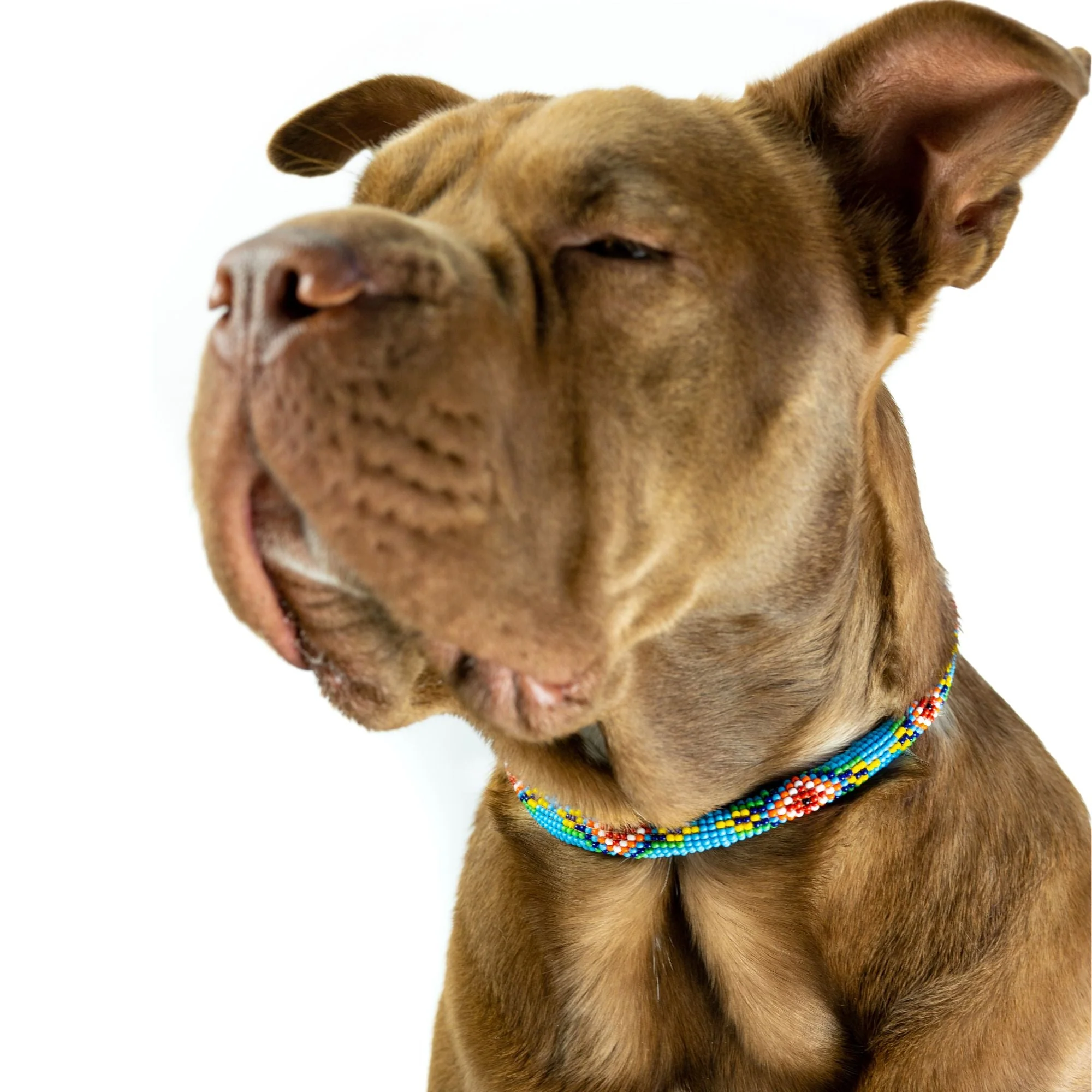 Blue Vogue Sambboho dog collar (rolled) - Image 3