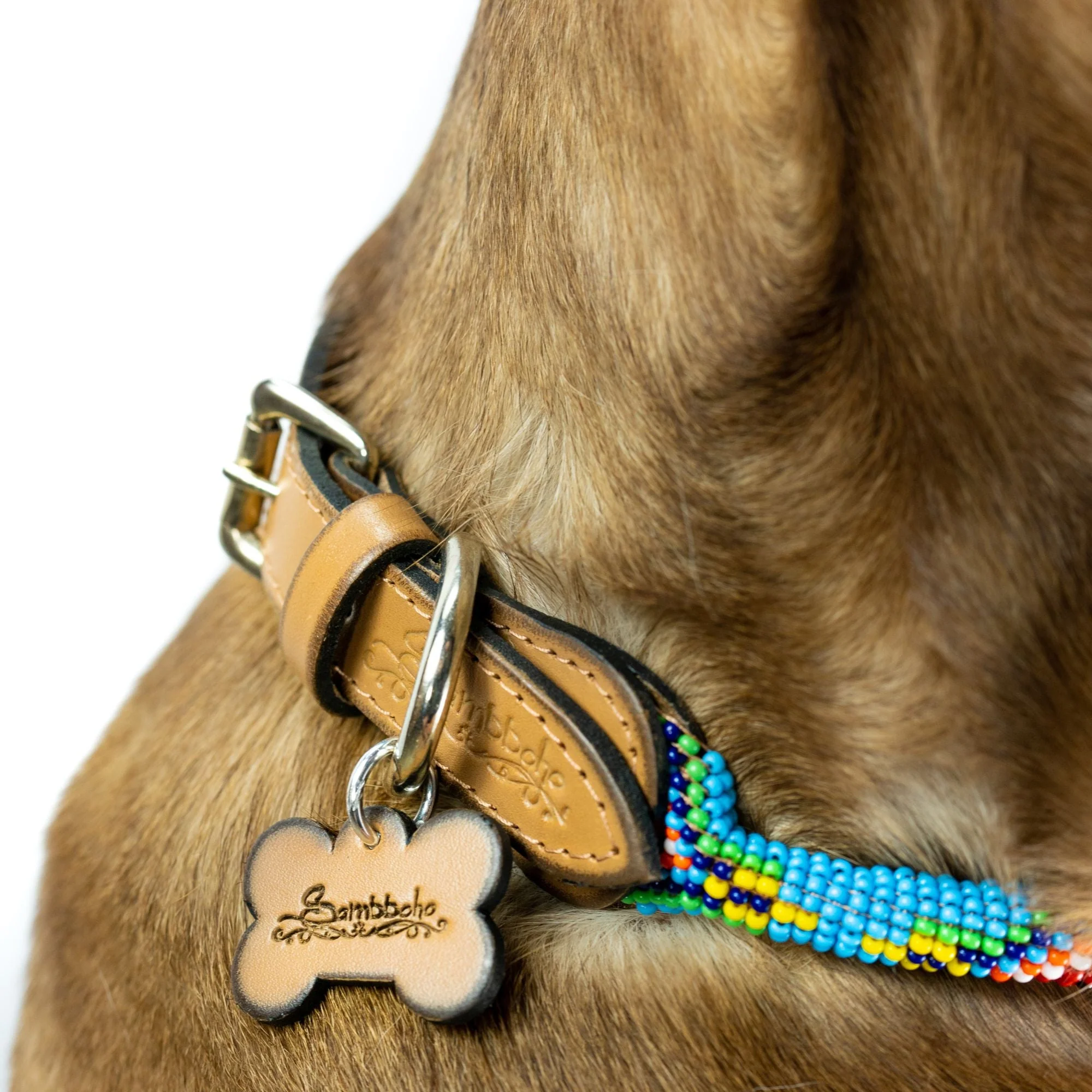 Blue Vogue Sambboho dog collar (rolled) - Image 4