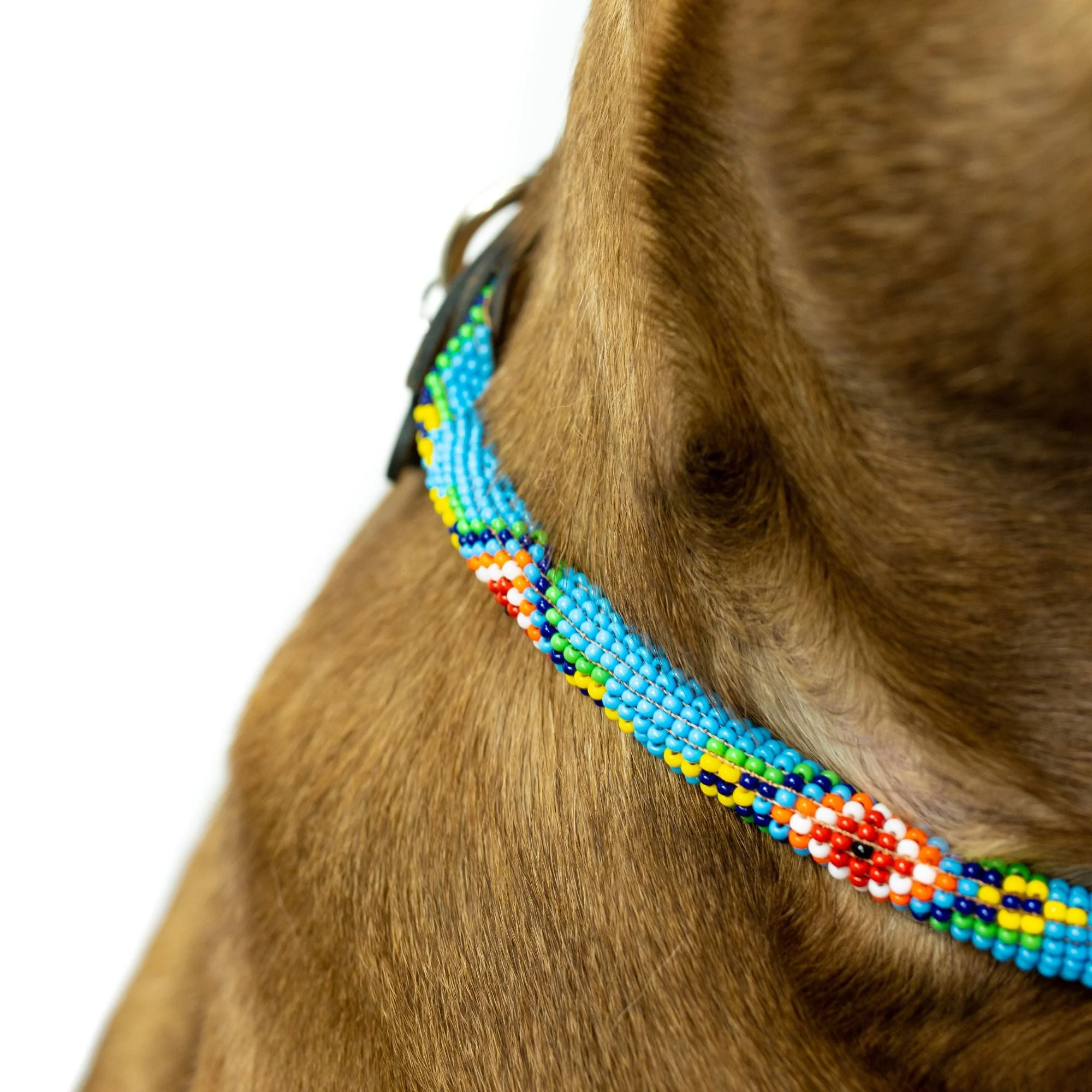 Blue Vogue Sambboho dog collar (rolled) - Image 5