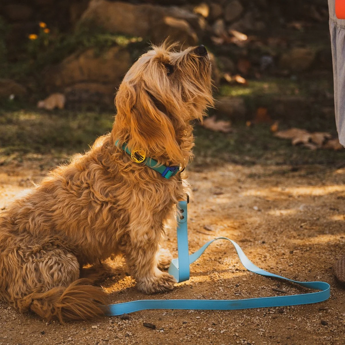 Body Glove Waterproof Dog Leash - Image 2