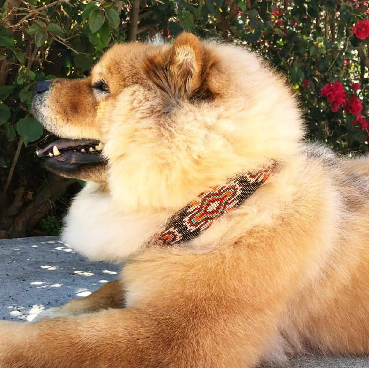 Boho Chic Sambboho dog collar - Image 4