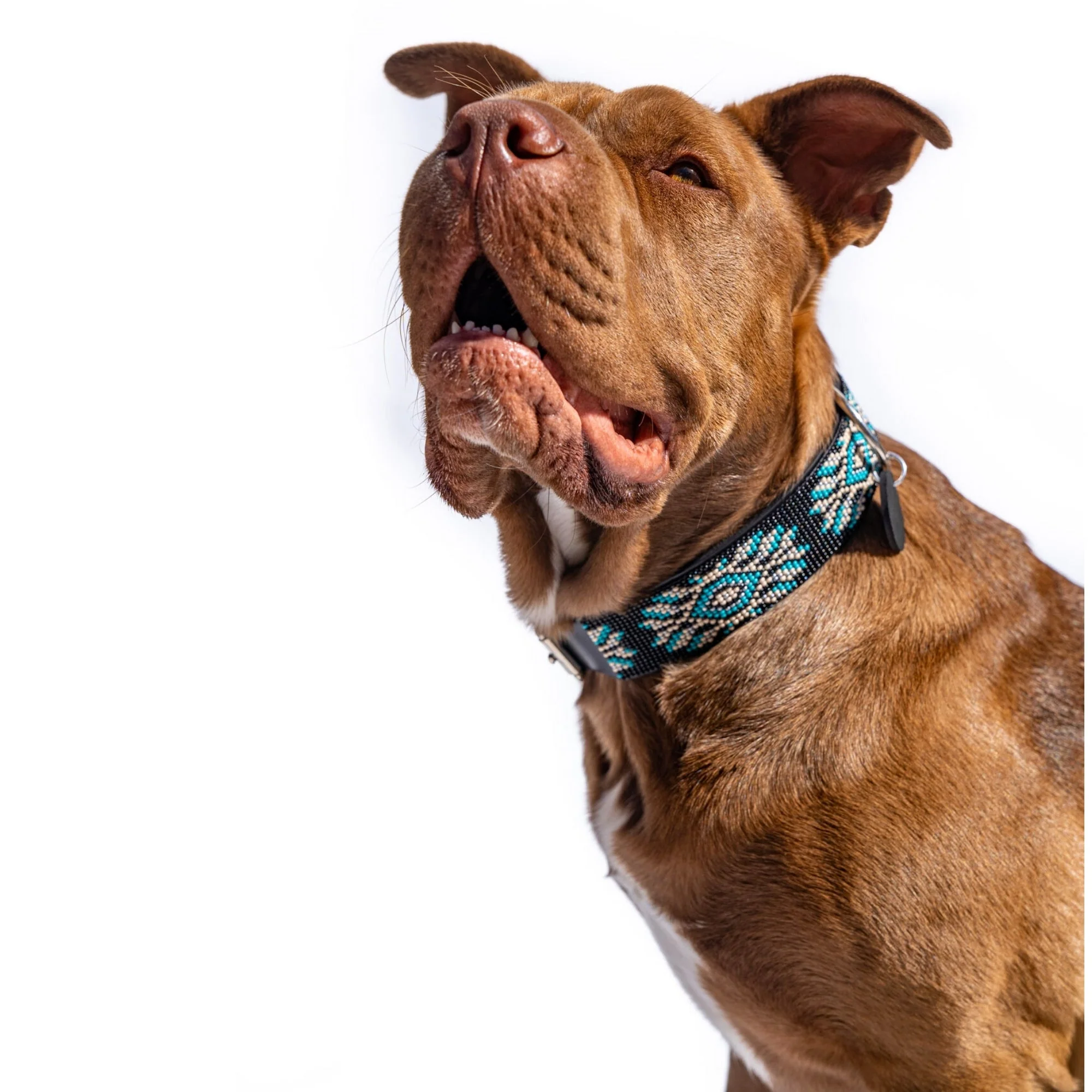 Bora Bora Sambboho dog collar (with center D-ring) - Image 5
