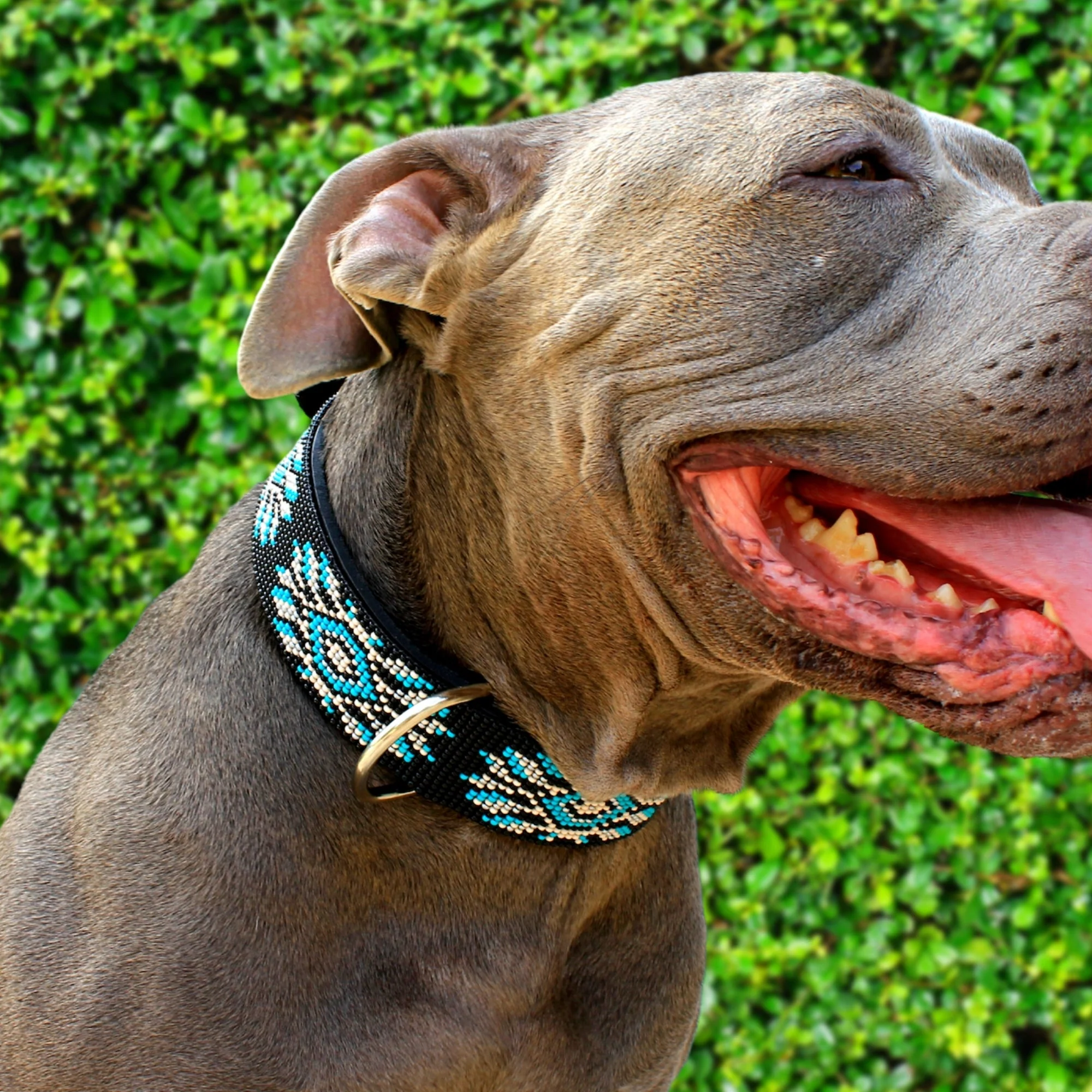 Bora Bora Sambboho dog collar (with center D-ring) - Image 7