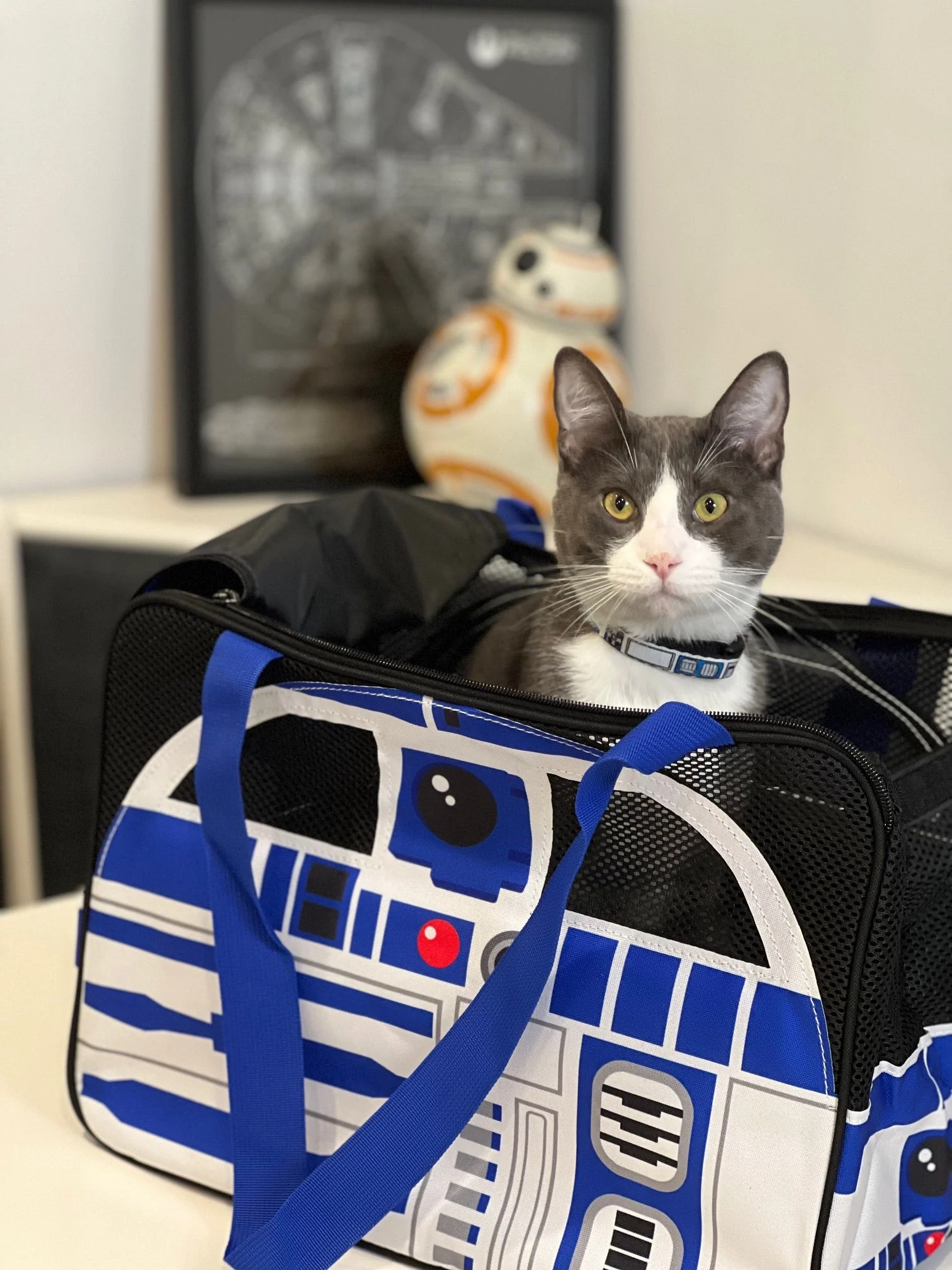 Buckle-Down Pet Carrier - Star Wars R2-D2 - Image 9