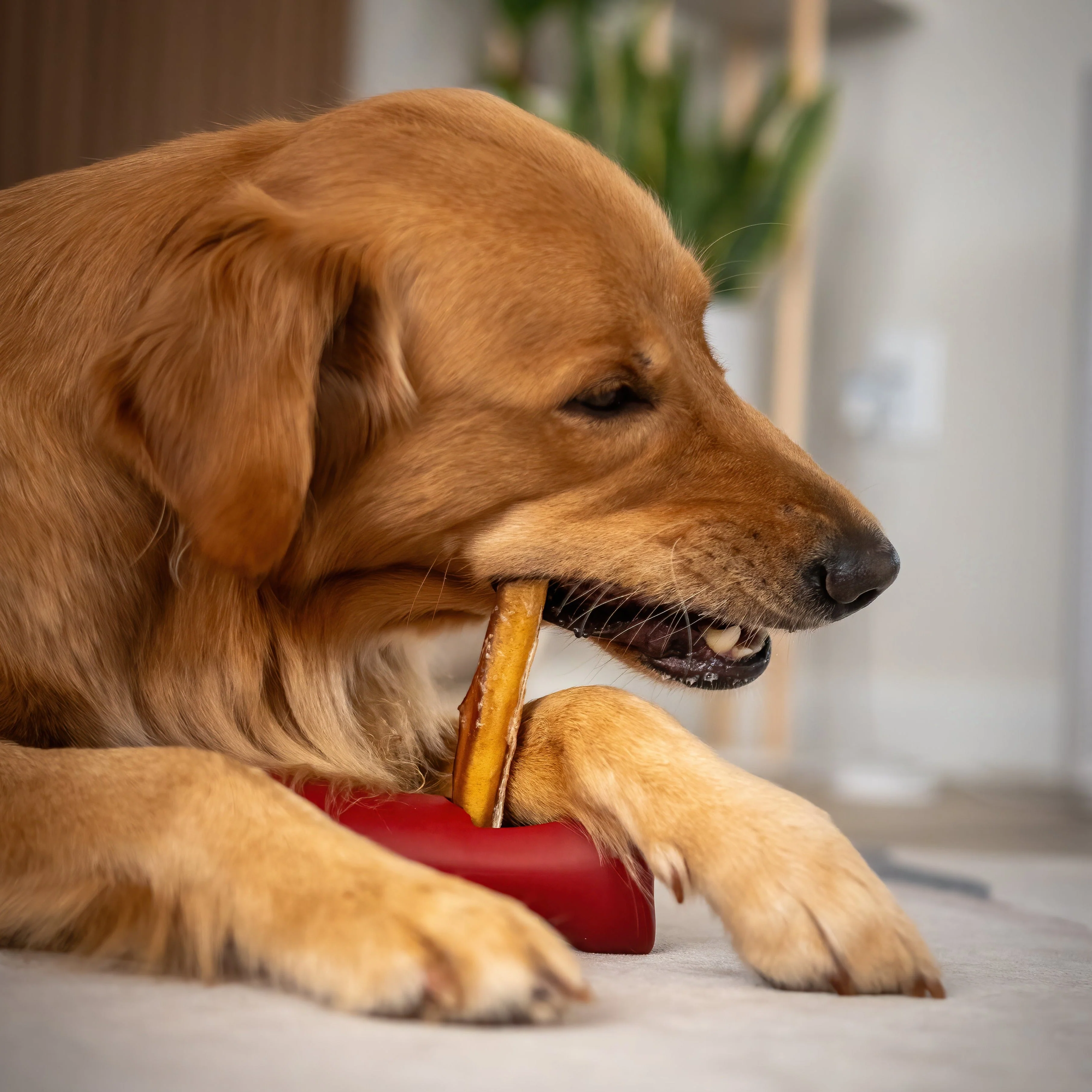 Bully Stick Safety Holder - Image 7