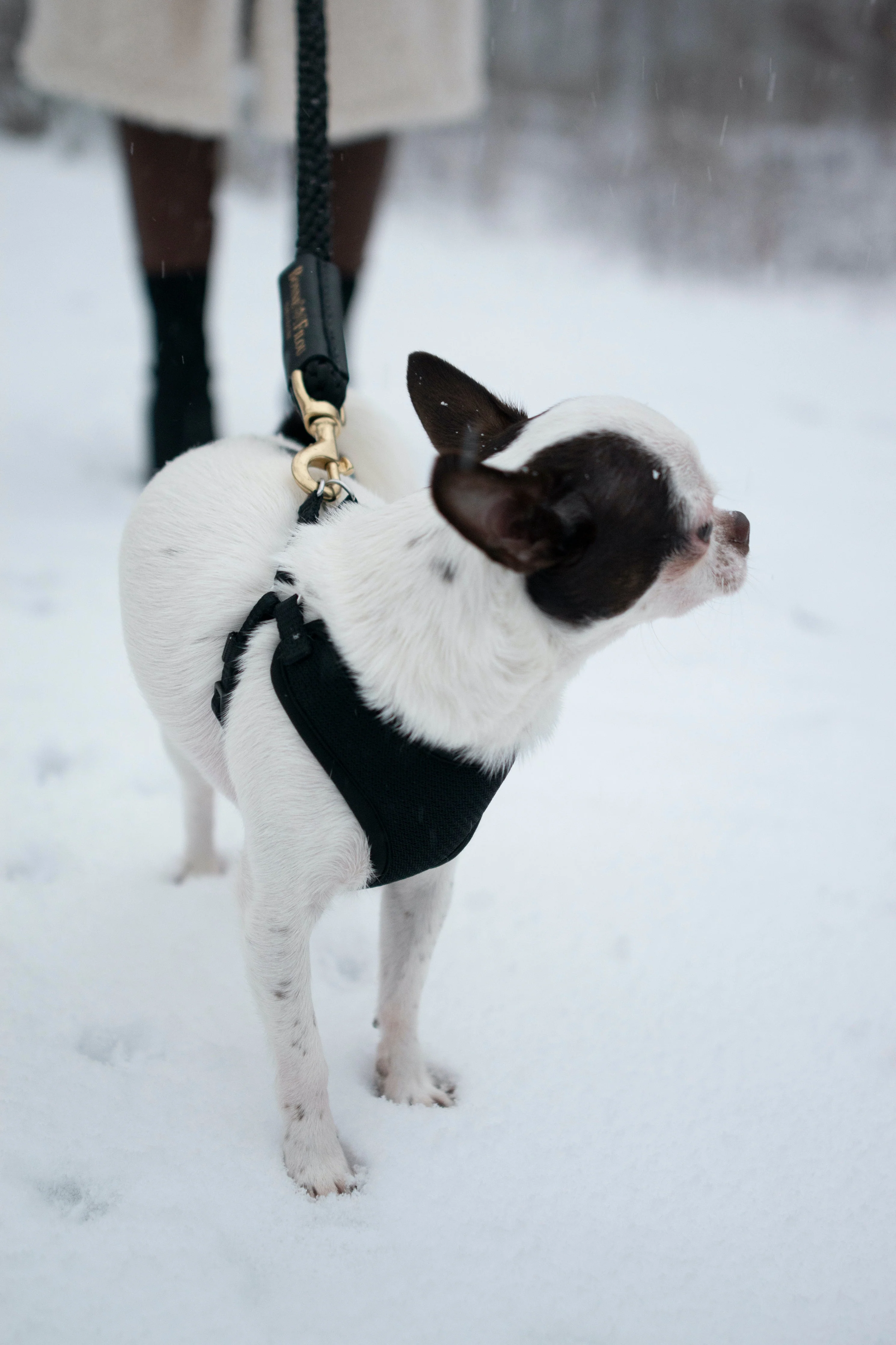 Bundle Shearling Fur Grip + Rope Leash for Dogs - Image 8