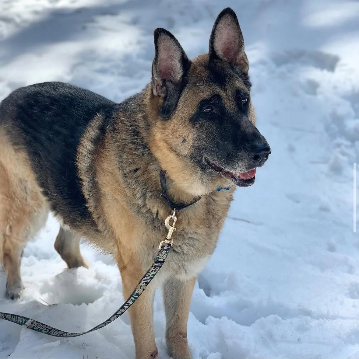 Camo Title | 4' Leash - Image 2