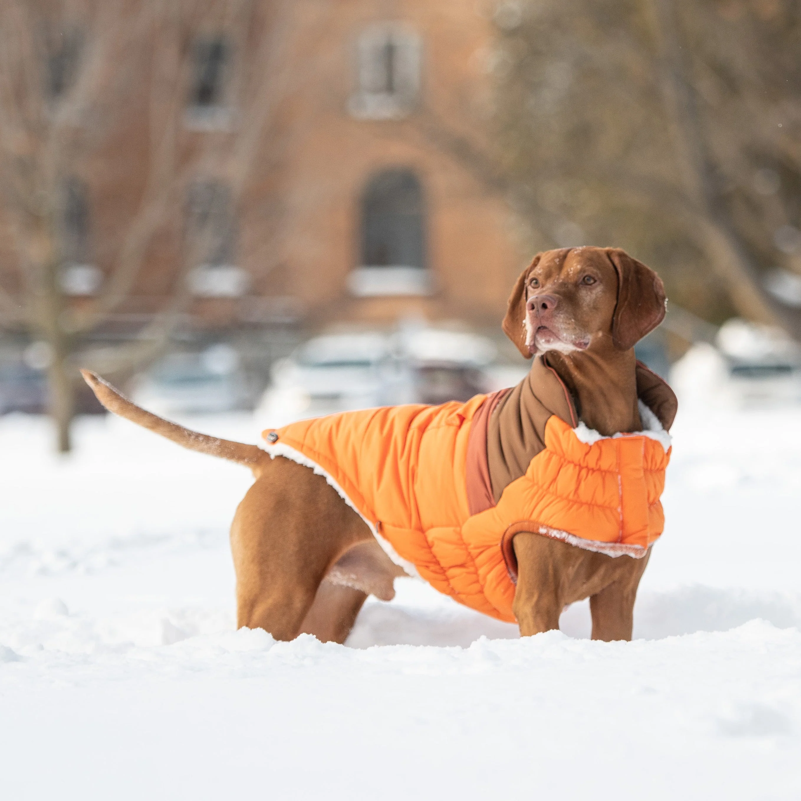 Camplife Puffer - Orange - Image 5