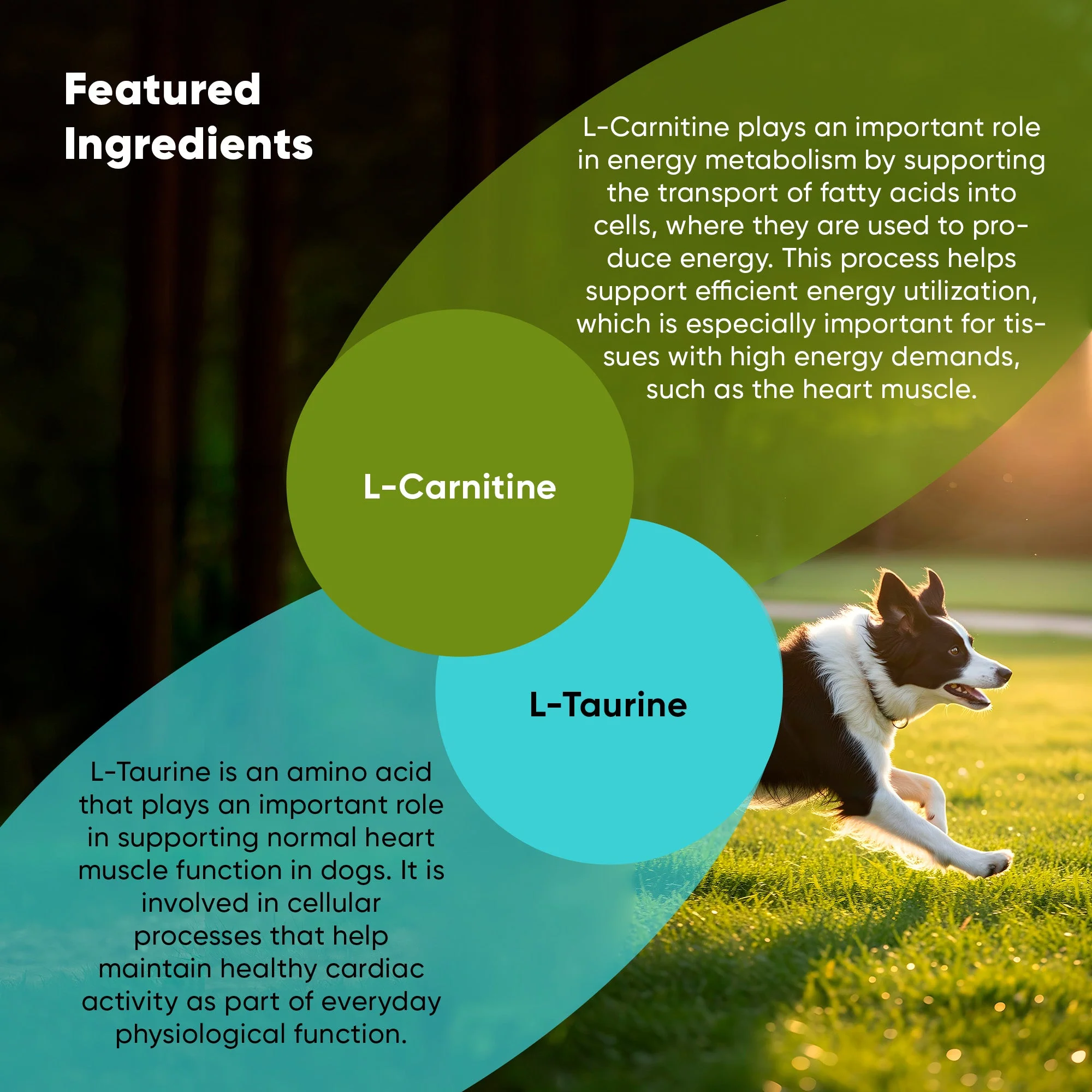 Cardio Support - Image 22