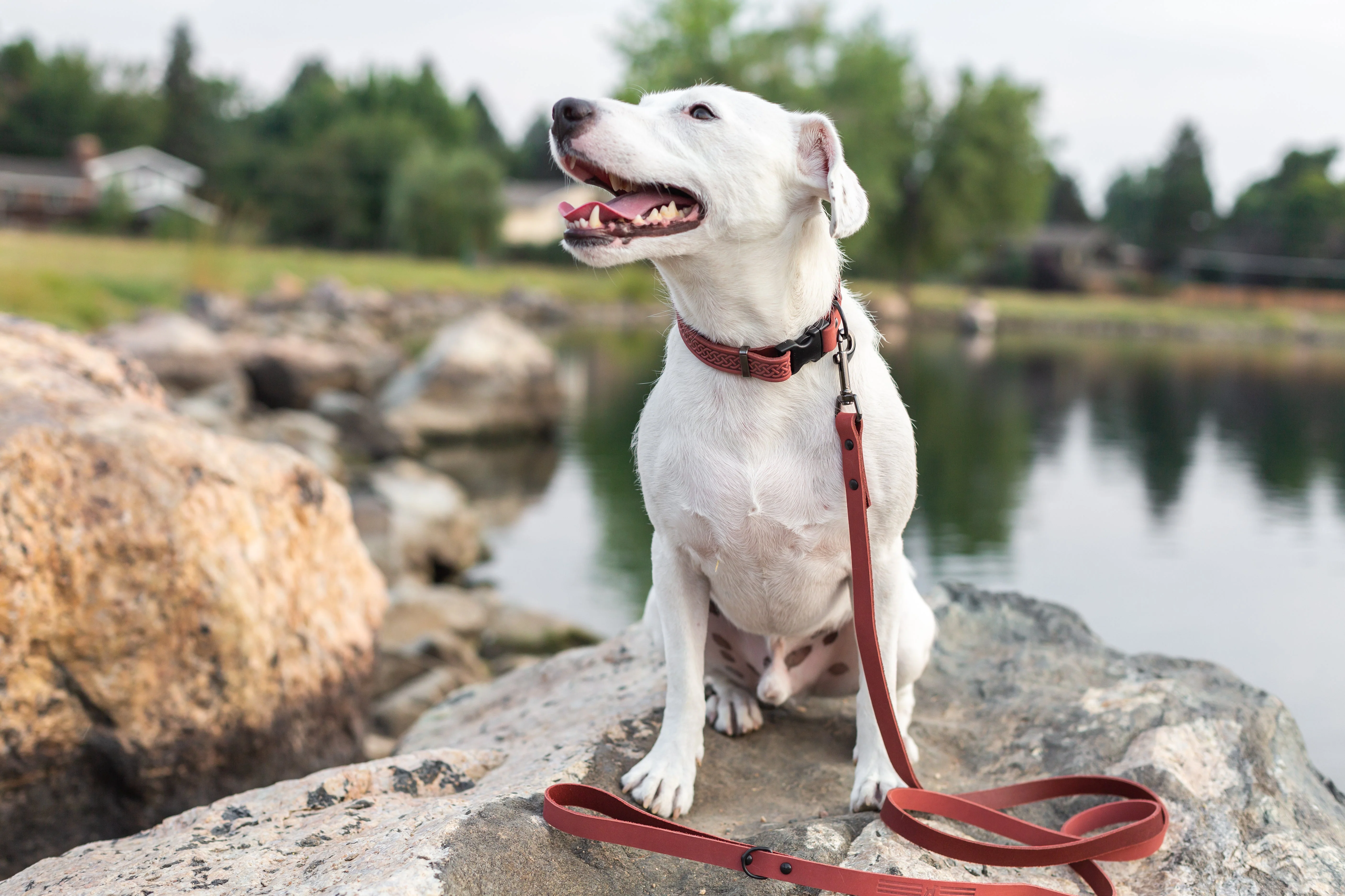 Celtic Sport Coral Reef Leather Dog Collar - Image 5