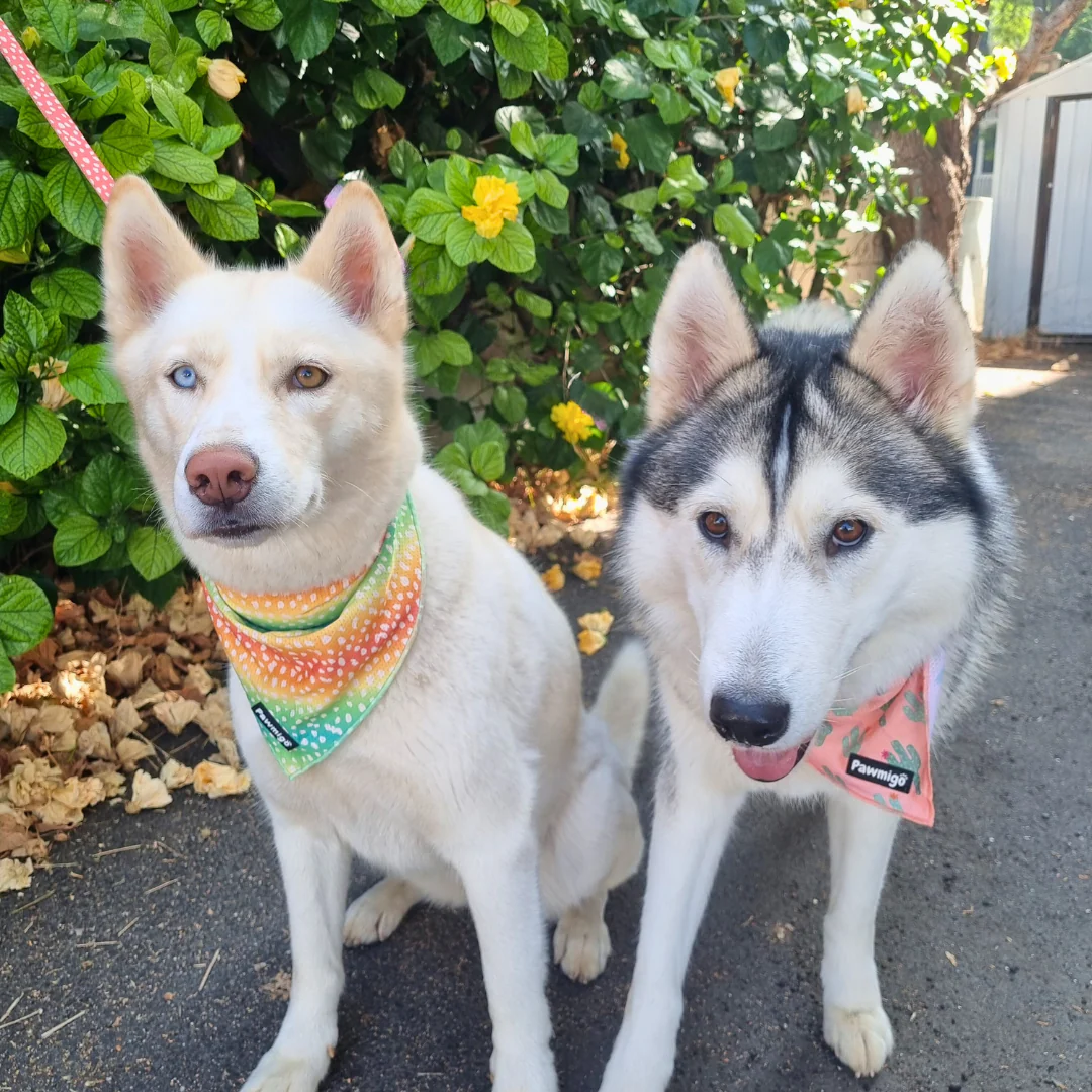 Chasing Rainbows Cooling Bandana - Image 3