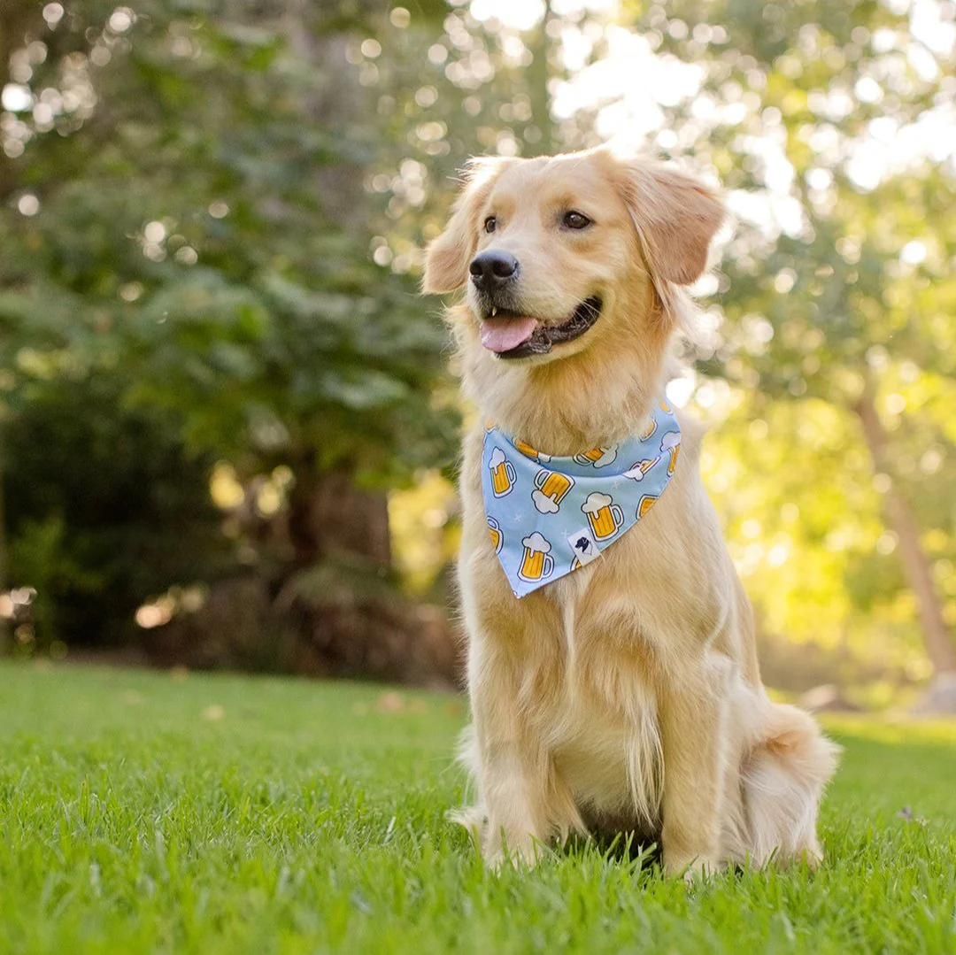 Cheers and Beers Dog Bandana - Image 3