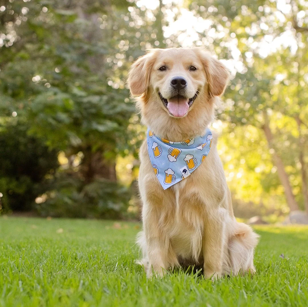 Cheers and Beers Dog Bandana - Image 4