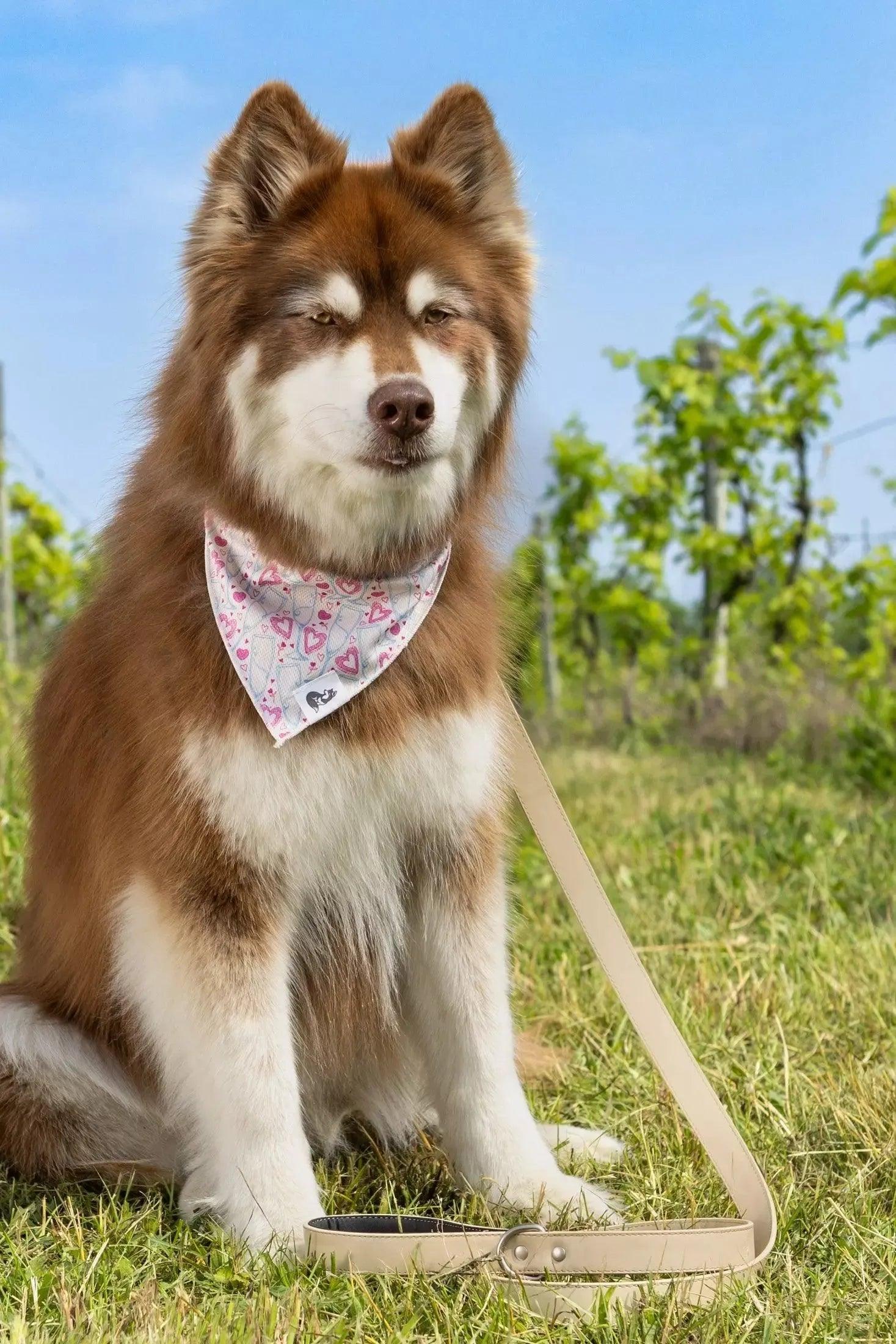 Cheers to Love Dog Bandana - Image 2