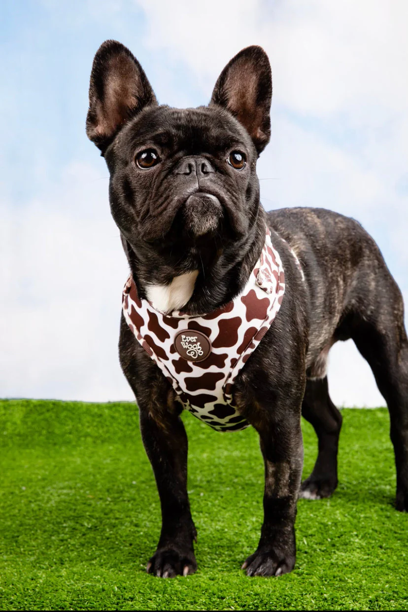 Chocolate Cow Adjustable Harness - Image 6