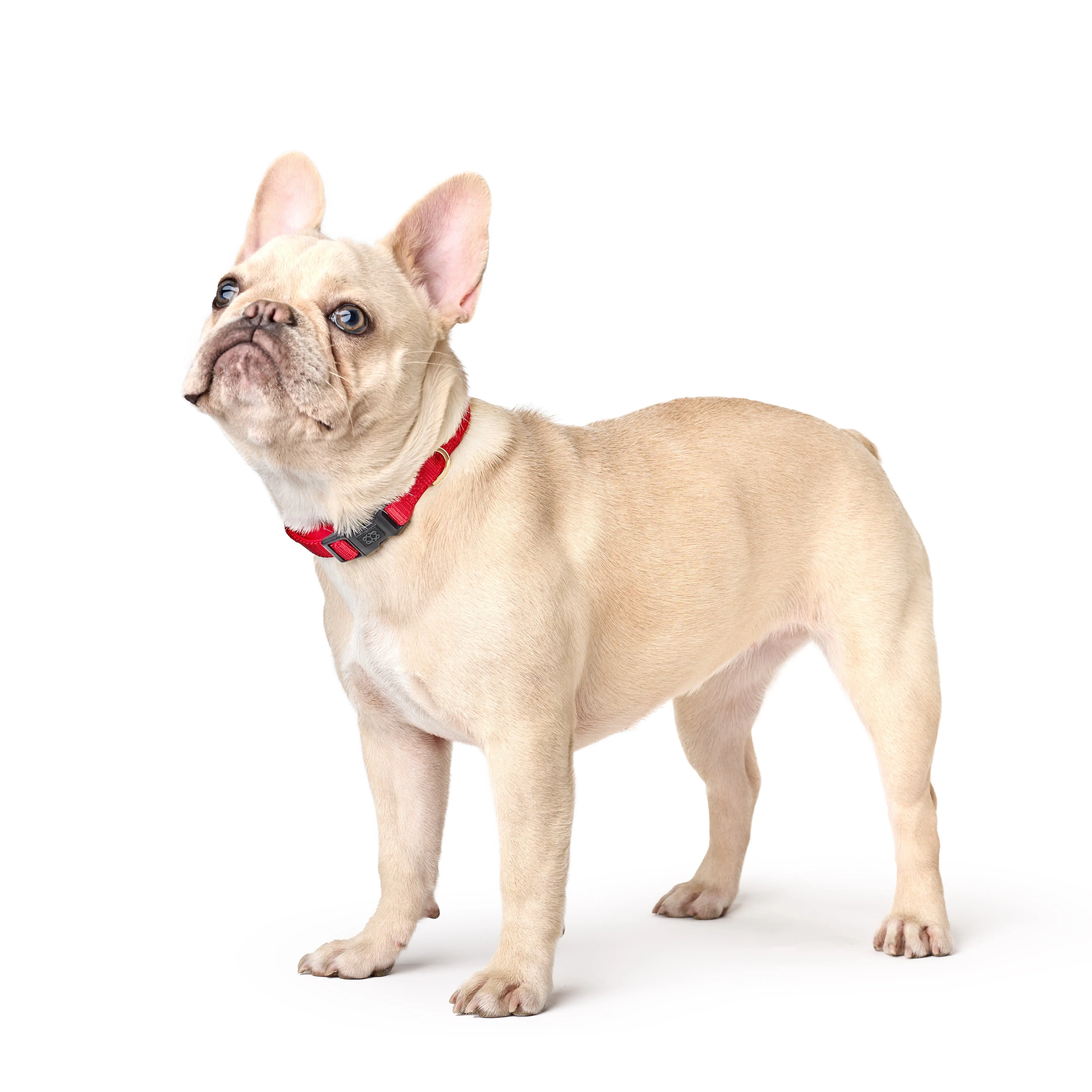 City Collar - Iconic Red - Image 2