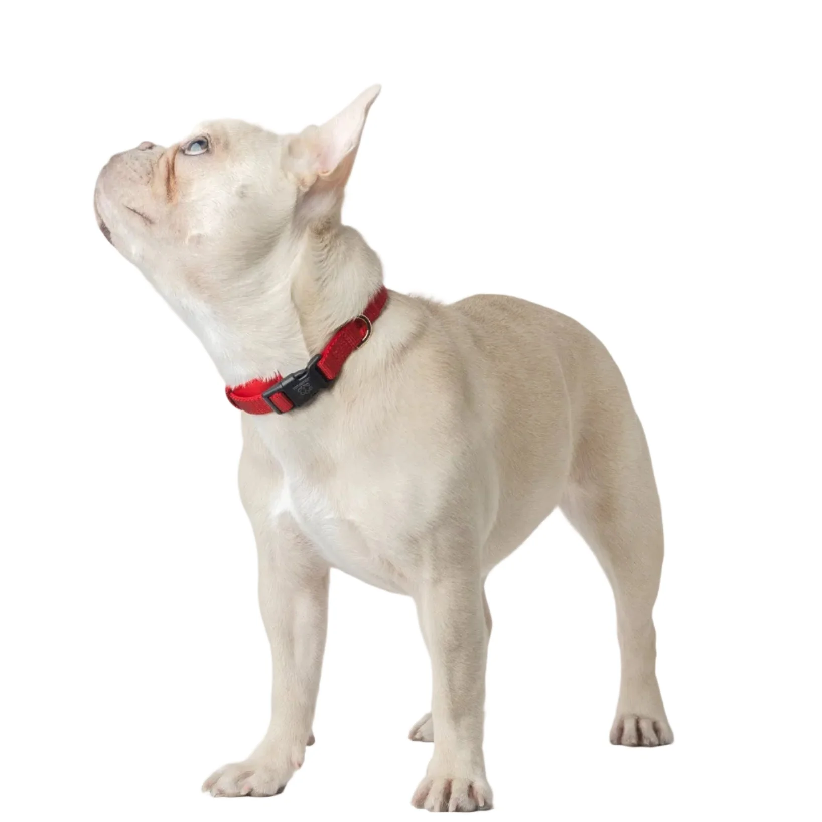 City Collar - Iconic Red - Image 3