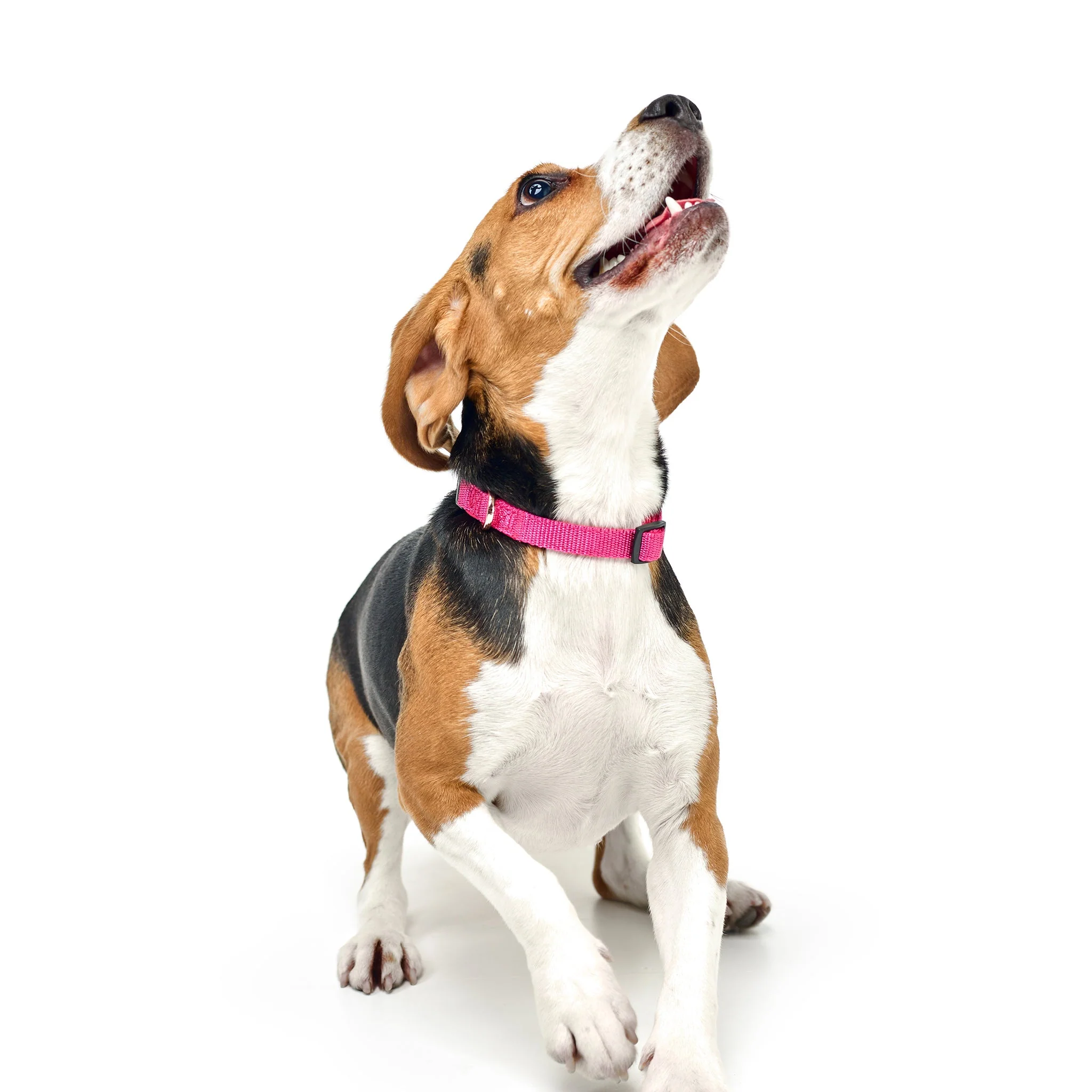 City Collar - Park Ave Pink - Image 2
