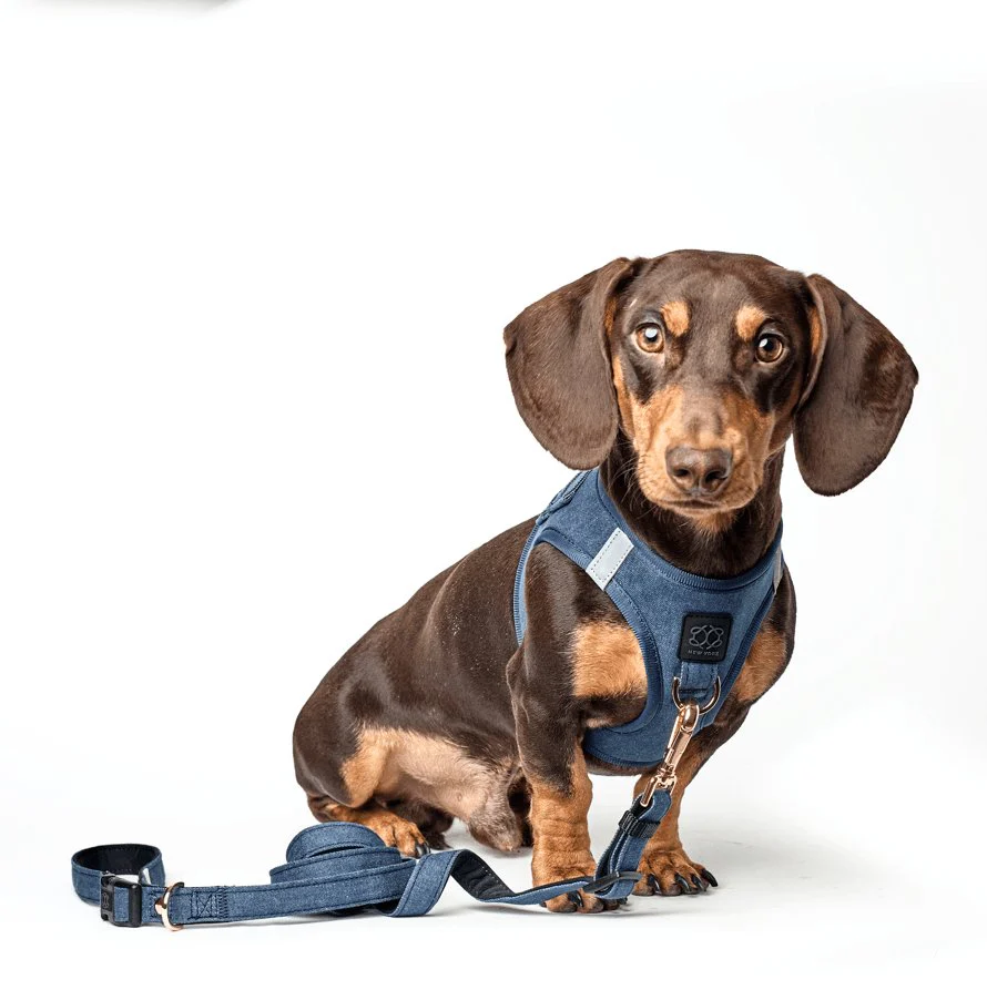 3-in-1 City Dog Leash - Denim - Image 3