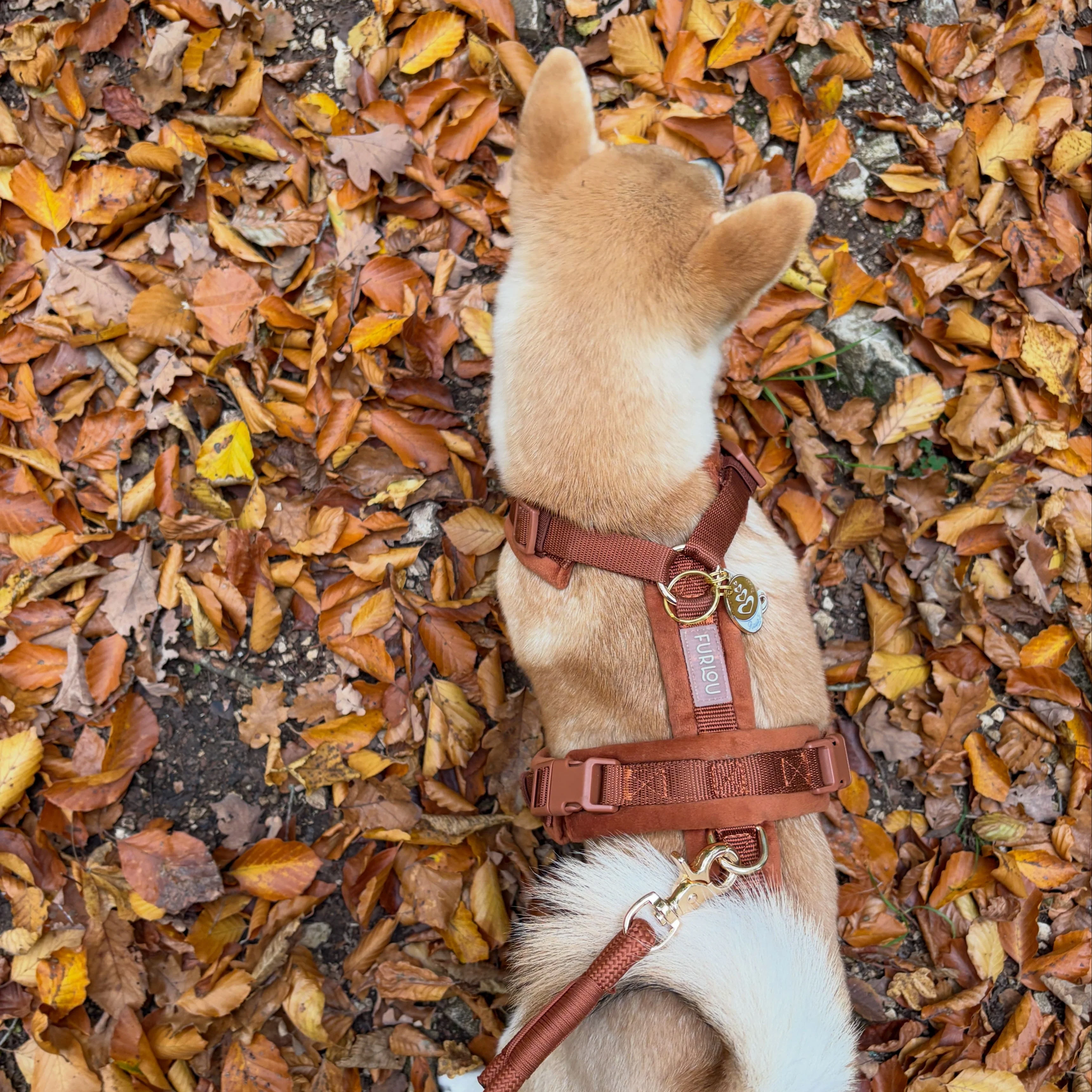 Clay - Velvet Dog Harness - Image 3