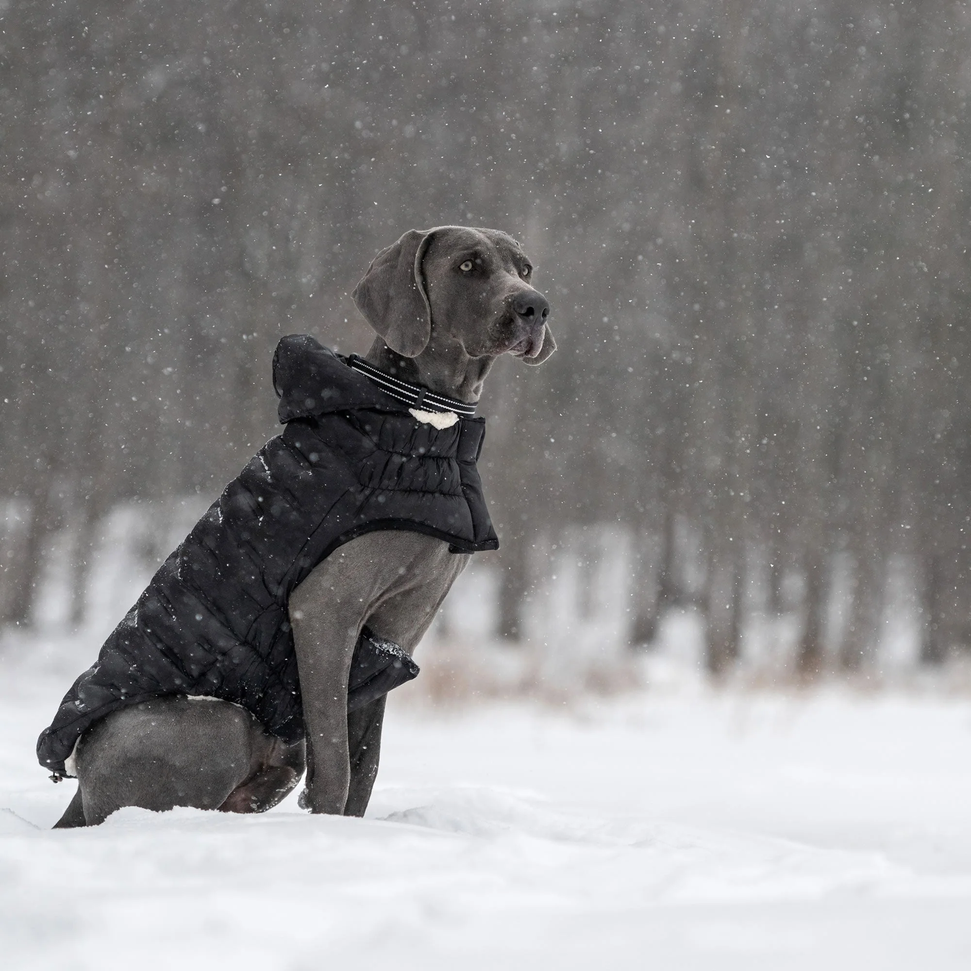 Cloud Parka - Image 14
