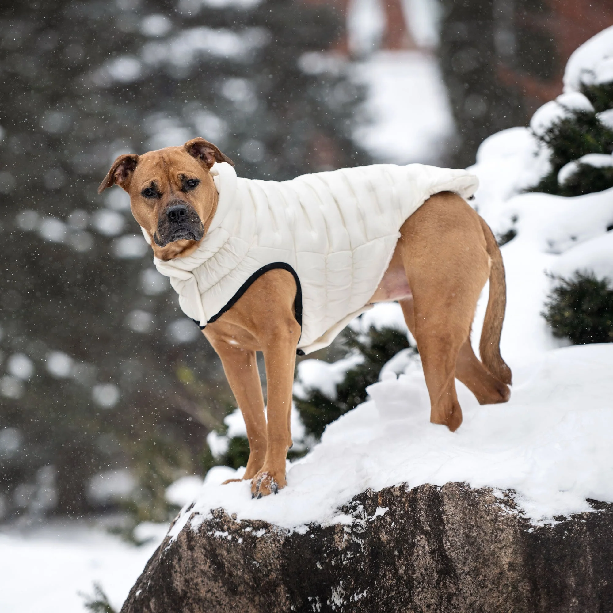 Cloud Parka - Image 22