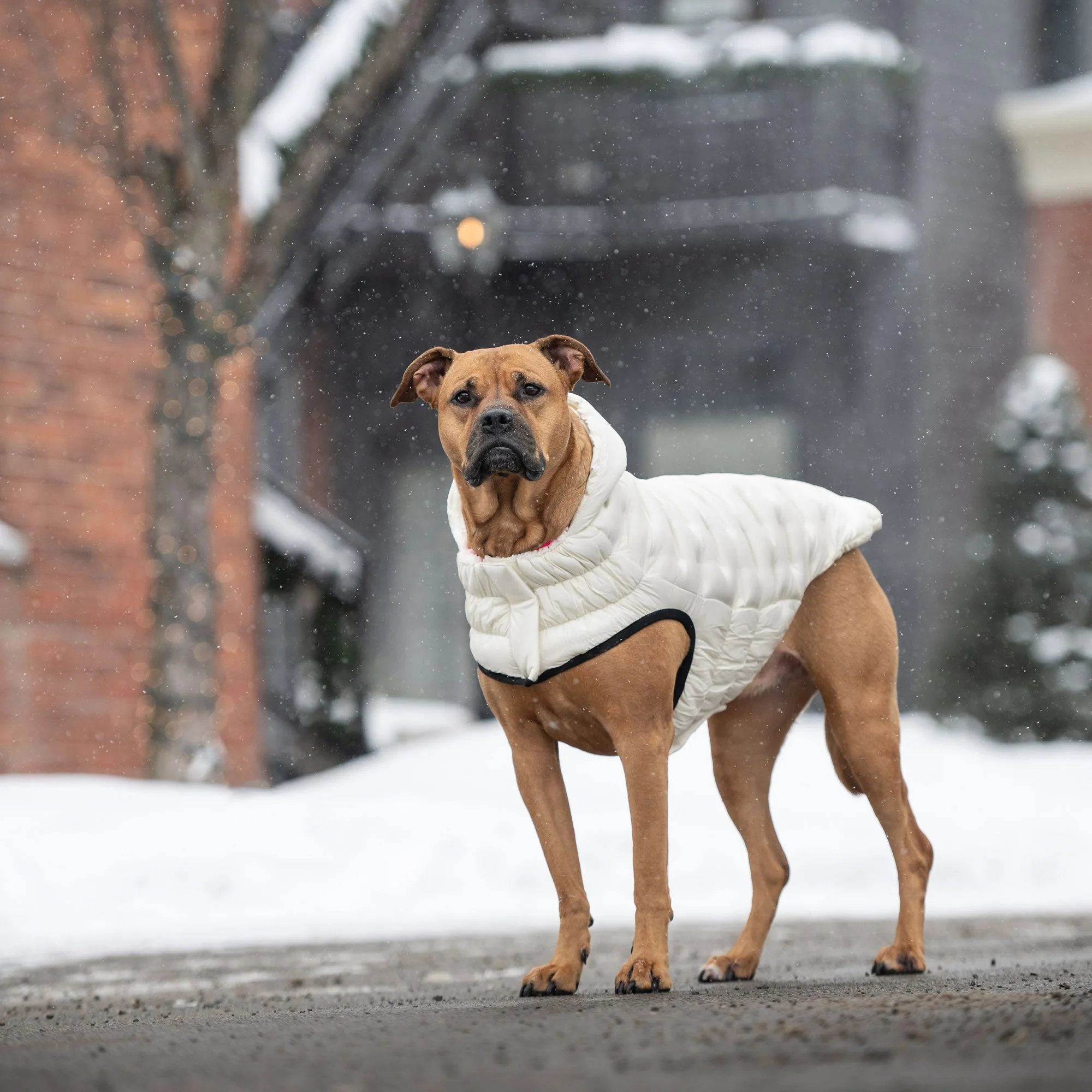 Cloud Parka - Image 23