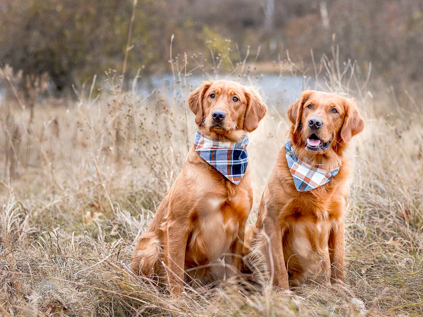"Cocktails" Dog Bandana - Image 5