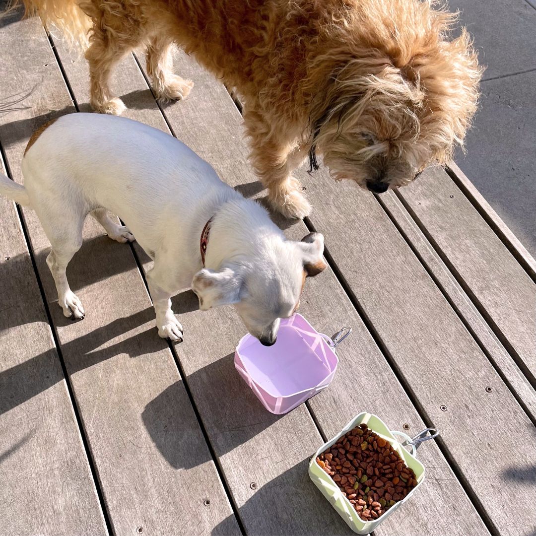 Tilley + Me Compact Foldable Pet Food & Water Bowl – Ideal for Travel - Image 9