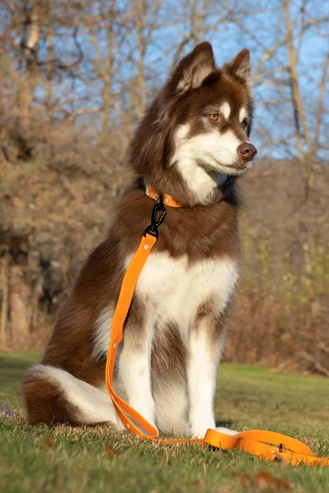 Crimson Glow Waterproof Dog Leash - Image 2
