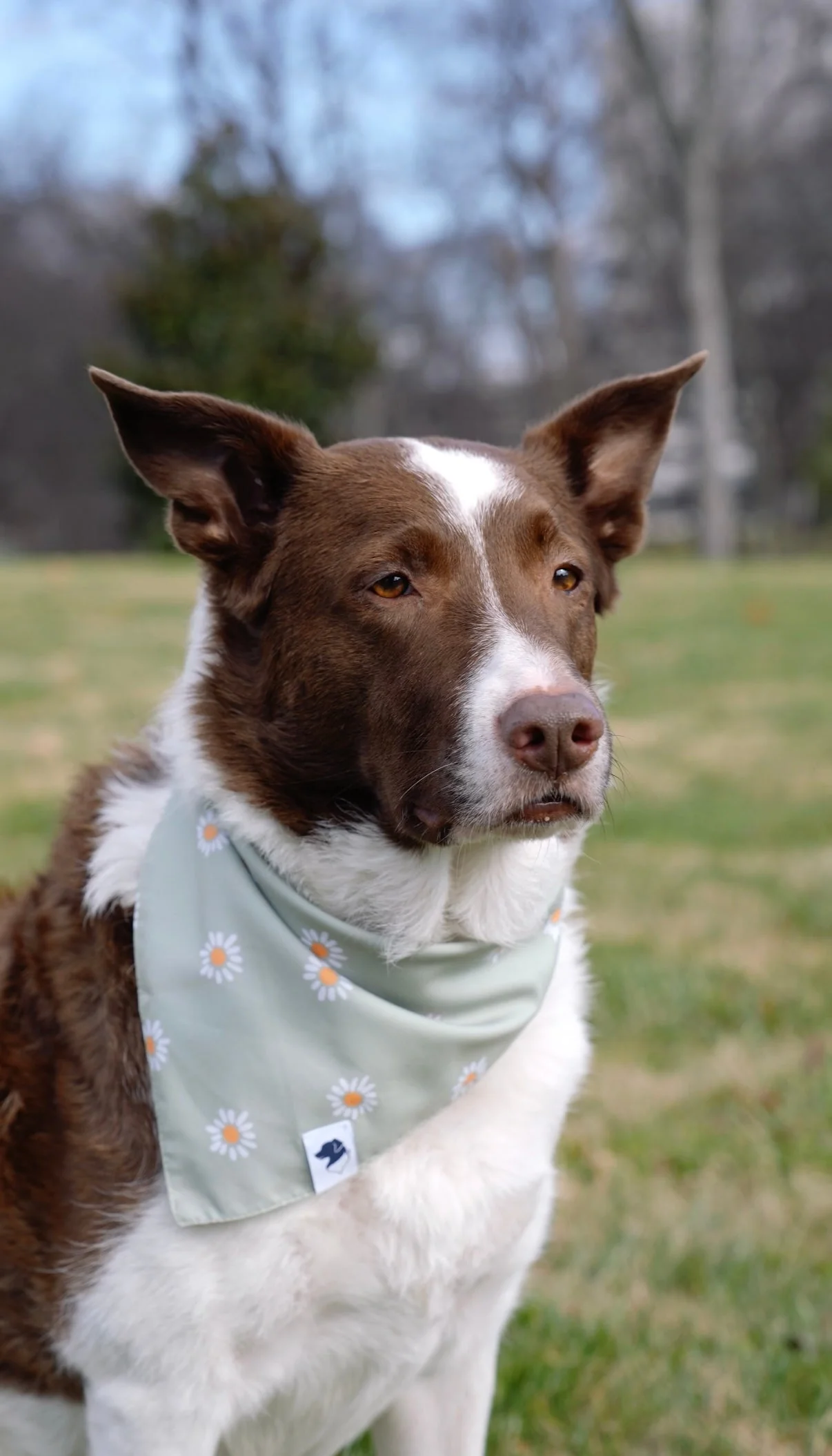 Daisy Dog Bandana - Image 3