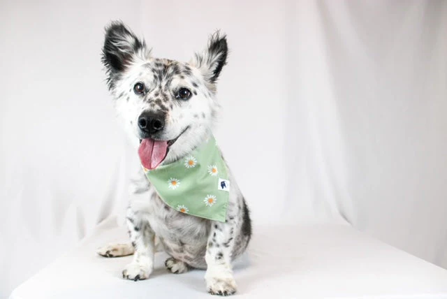 Daisy Dog Bandana - Image 4
