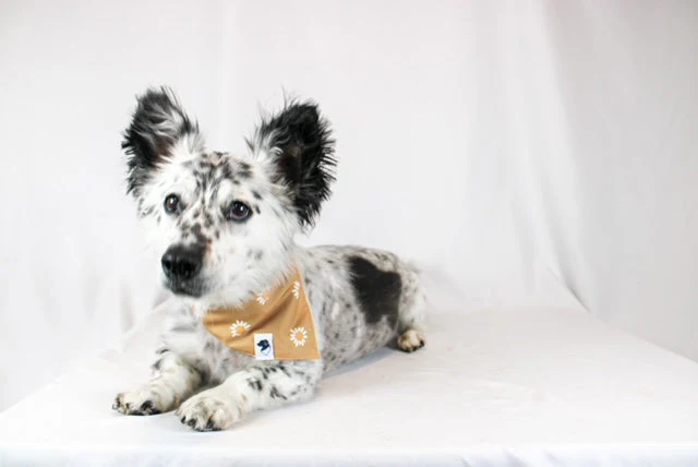 Daisy Dog Bandana - Image 5