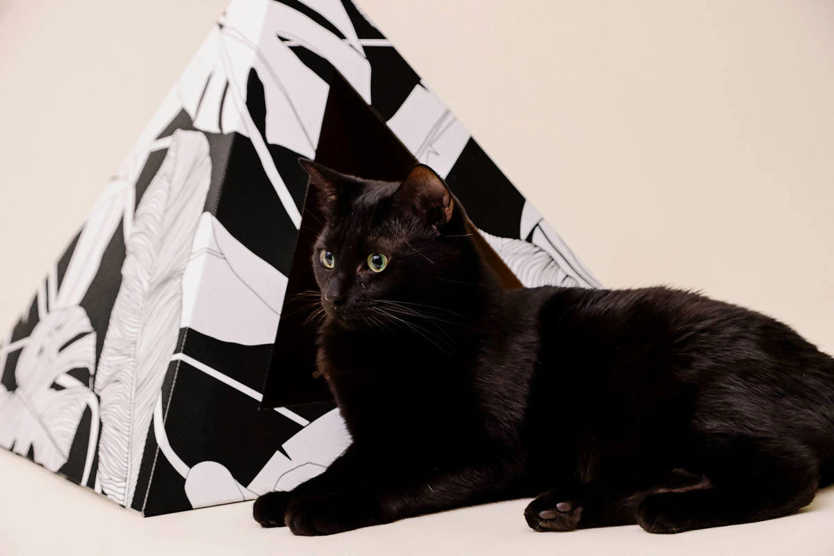 'Dark Paradise' Cardboard Cat Pyramid - Image 4