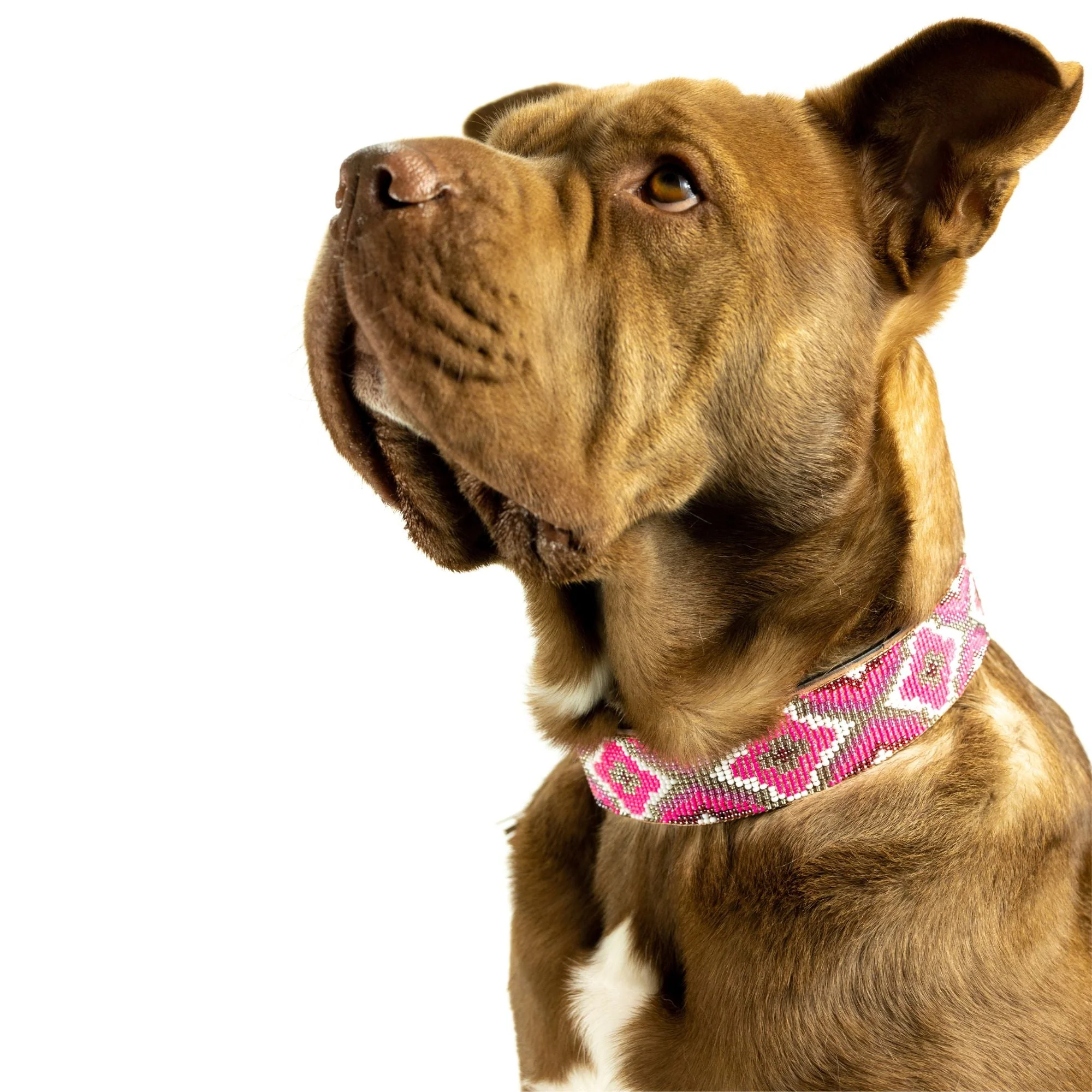 Del Mar Sambboho dog collar - Image 3