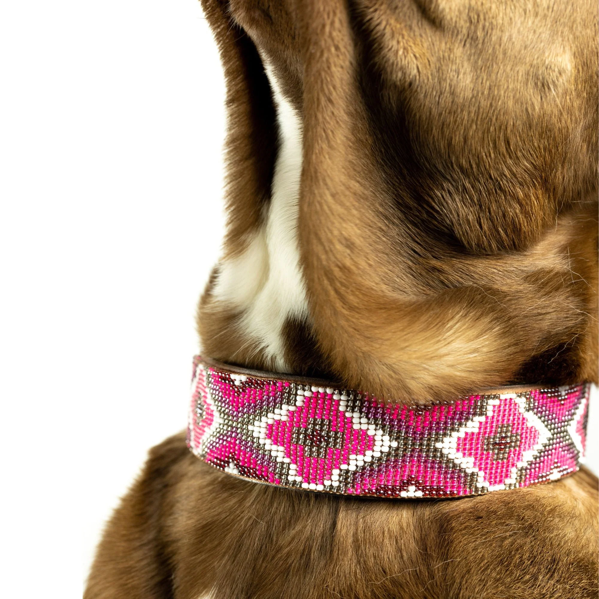 Del Mar Sambboho dog collar - Image 5